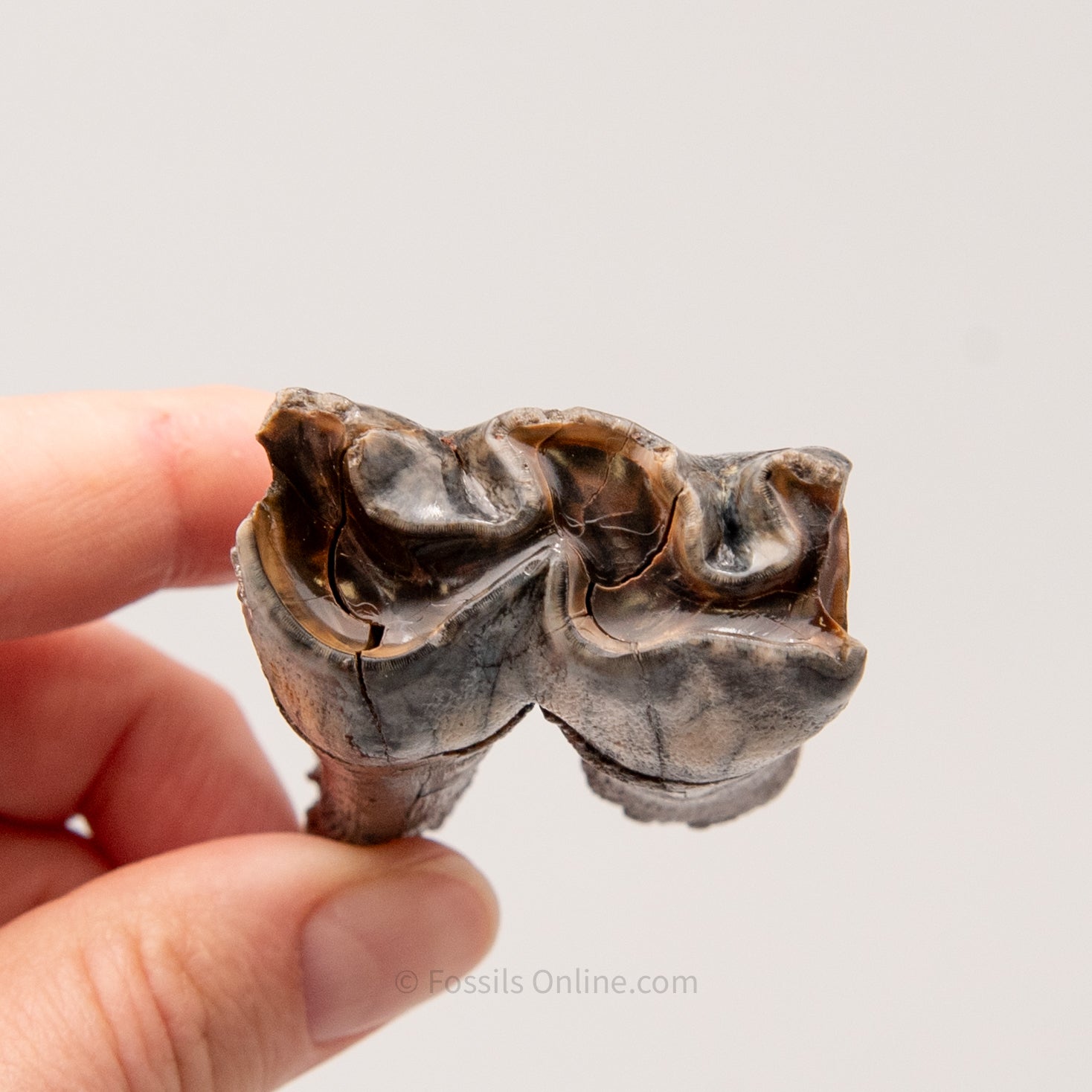 Juvenile Woolly Rhino Tooth Siberia