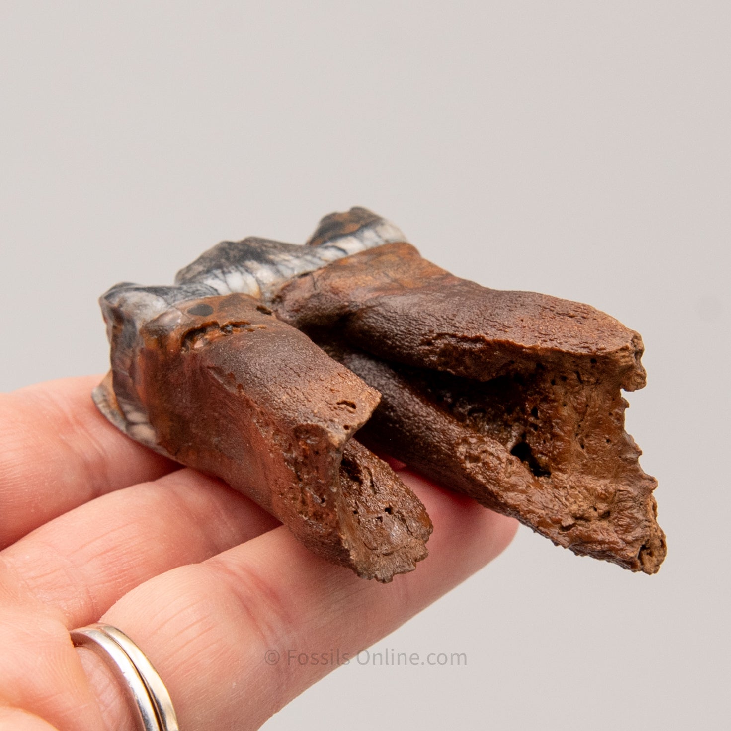 Juvenile Woolly Rhino Tooth Siberia