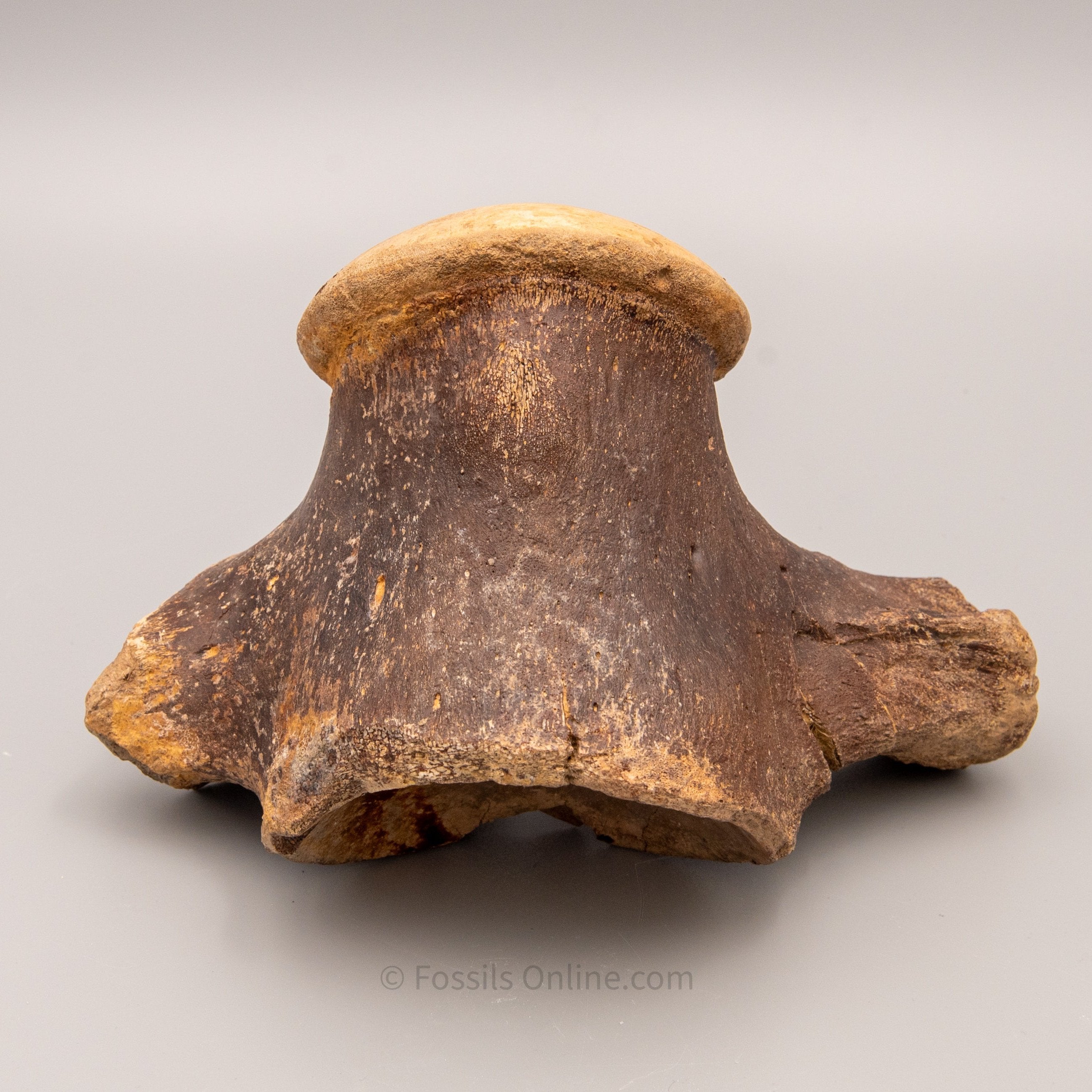 Fossil Tylosaurus proriger Vertebra