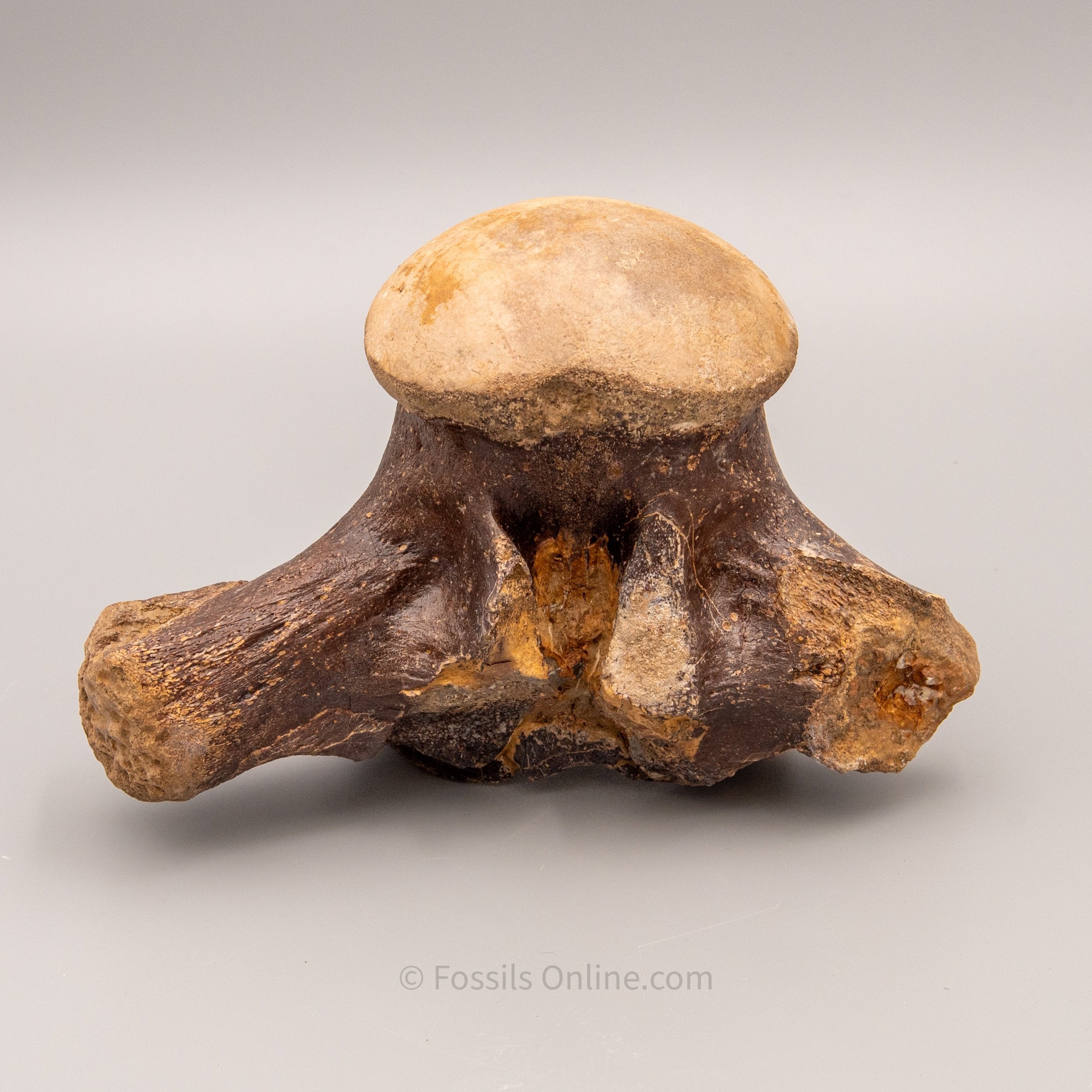 Fossil Tylosaurus proriger Vertebra