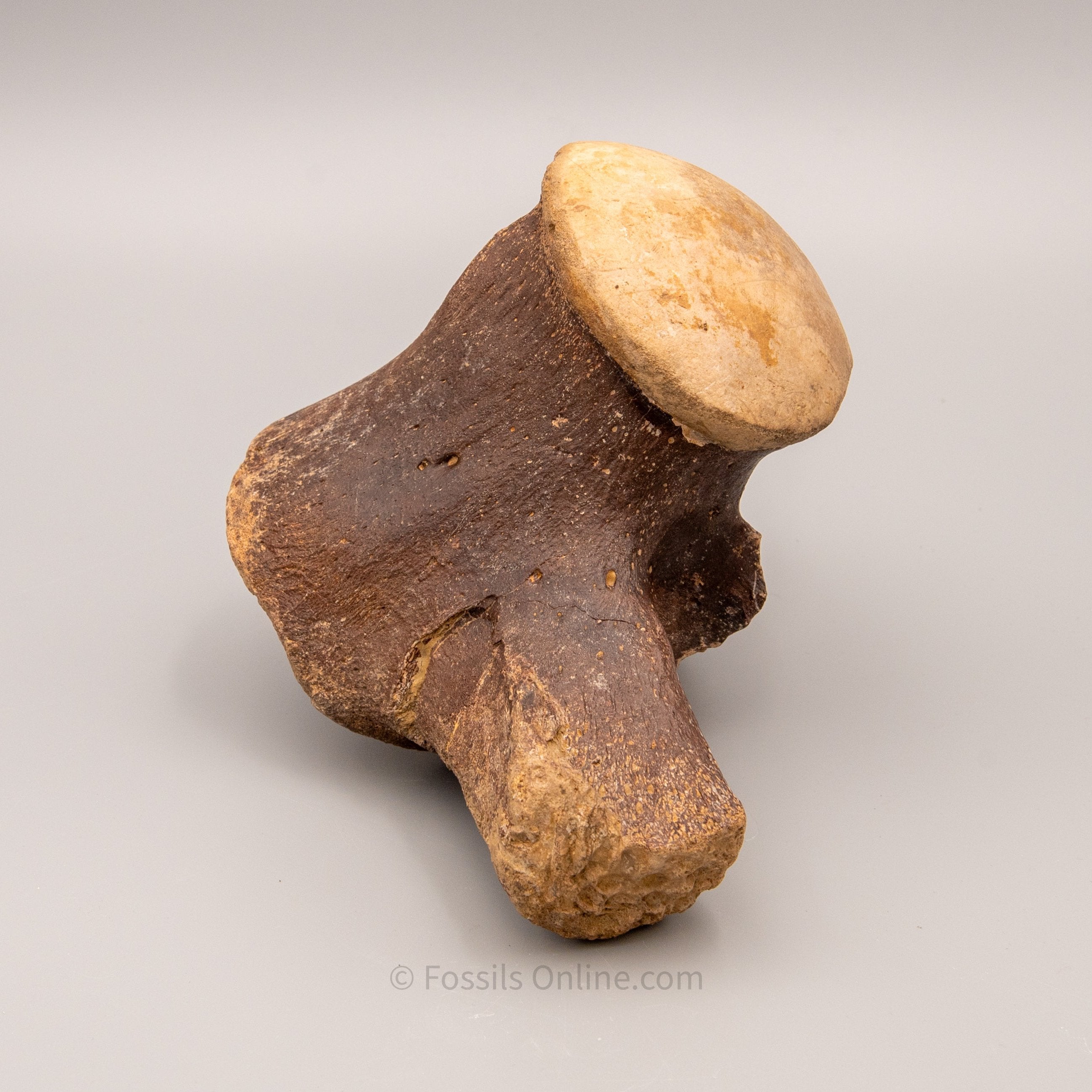 Fossil Tylosaurus proriger Vertebra