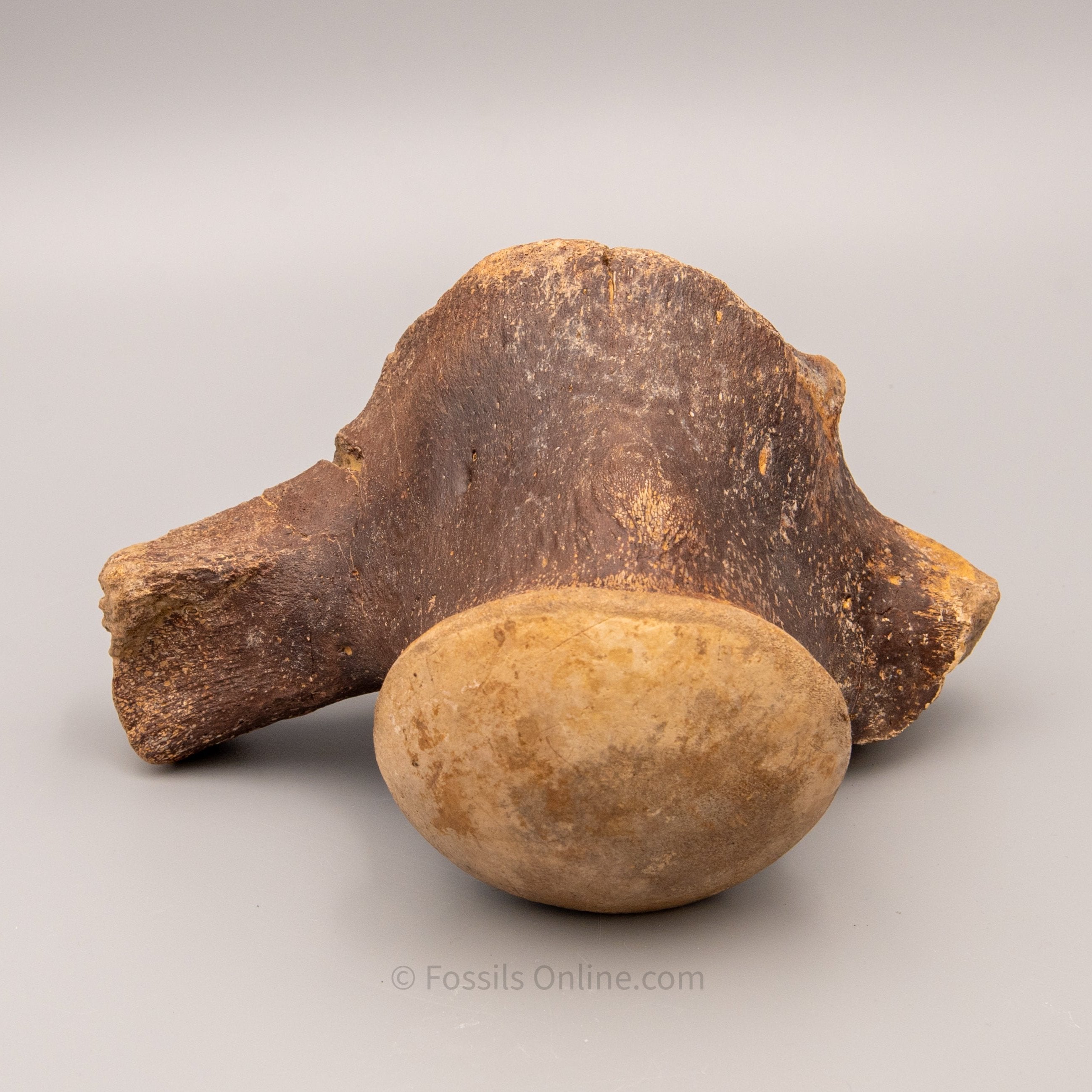 Fossil Tylosaurus proriger Vertebra