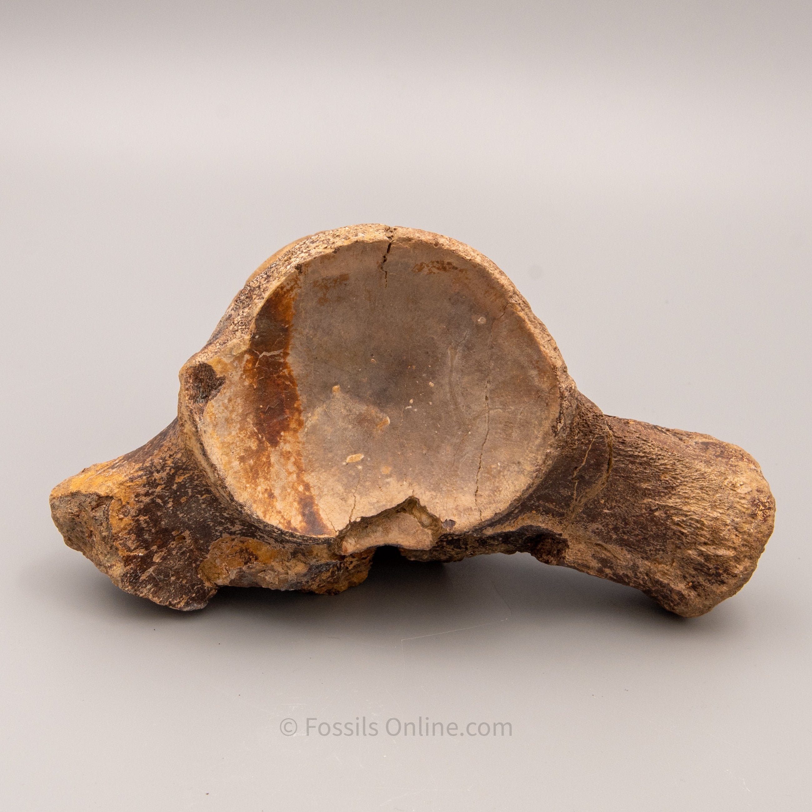 Fossil Tylosaurus proriger Vertebra