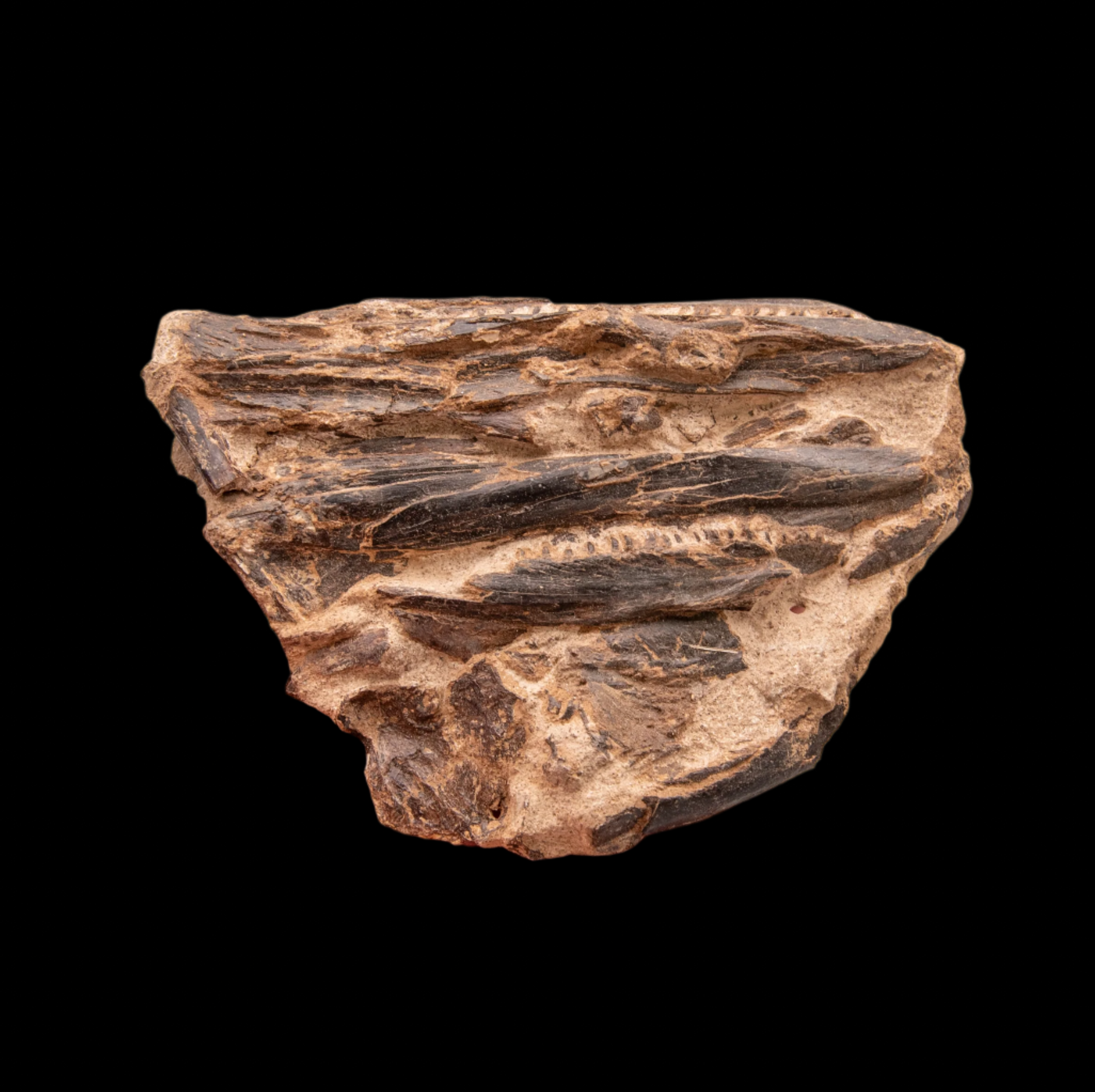 Fossil Cretaceous Fish Jaws in Matrix from Goulmina, Morocco