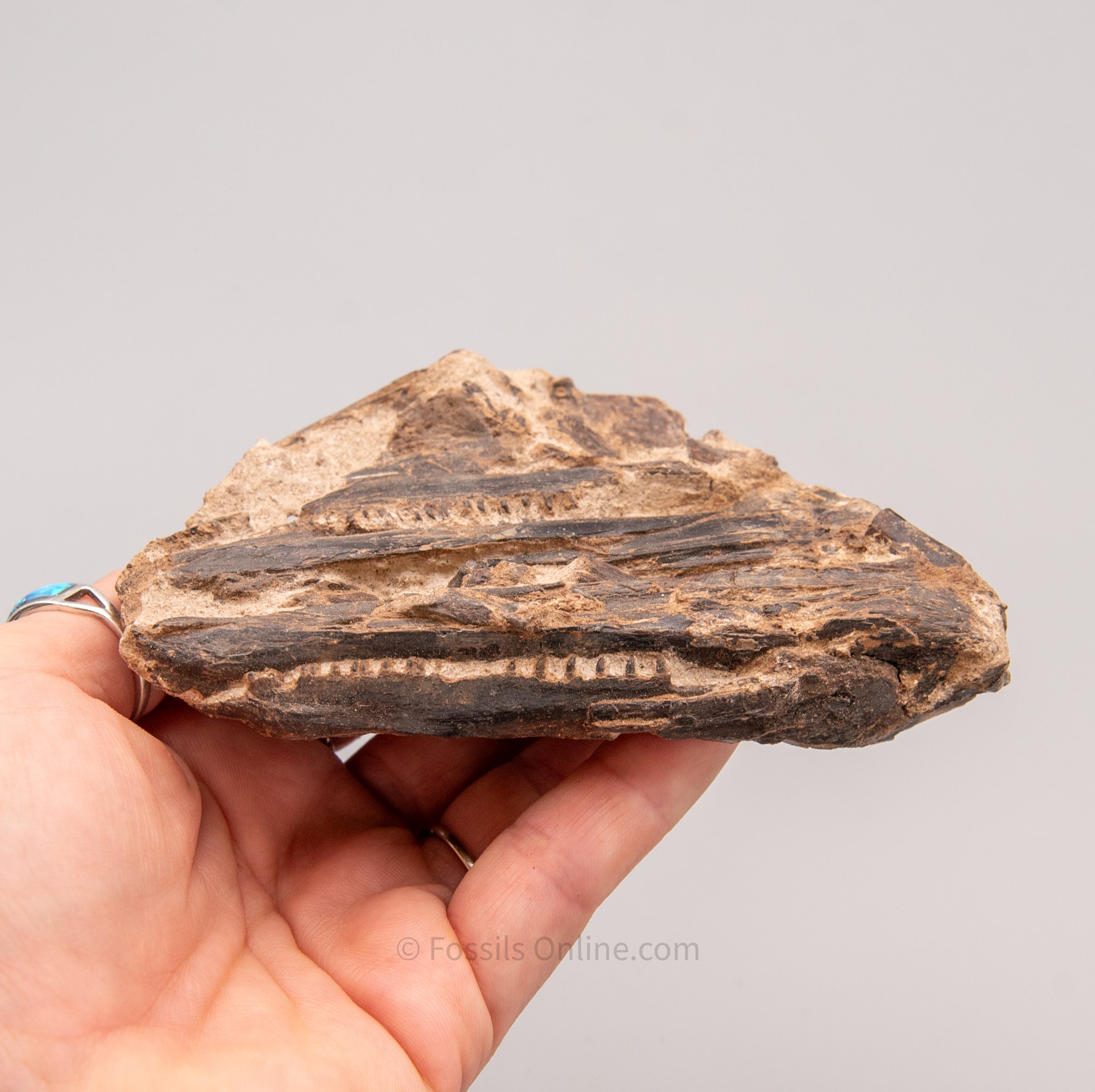 Fossil Cretaceous Fish Jaws in Matrix from Goulmina, Morocco