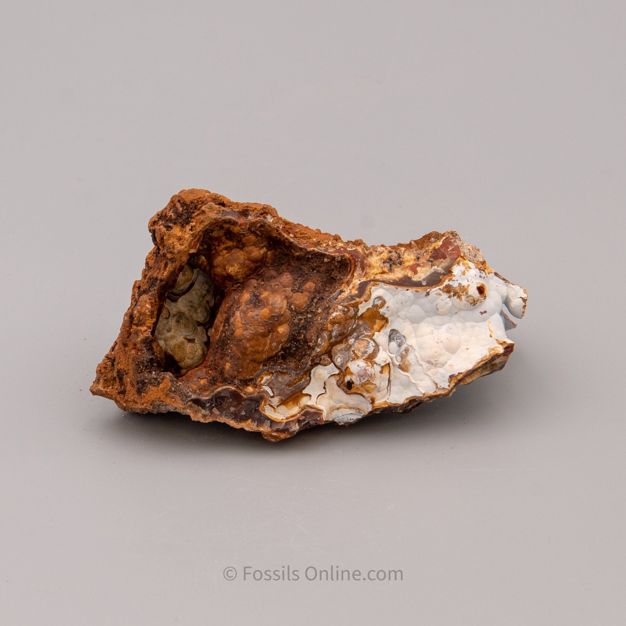 Agatized Coral