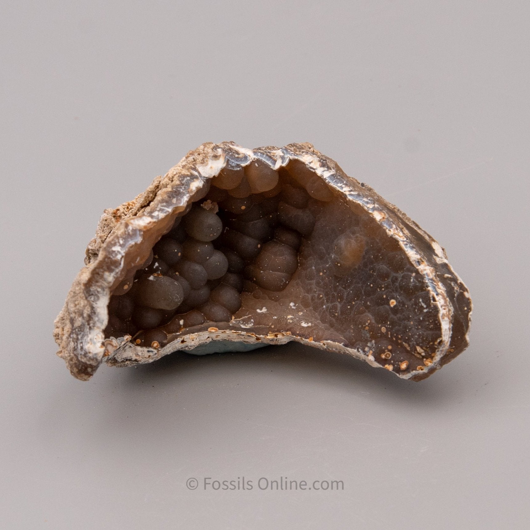 Agatized Coral