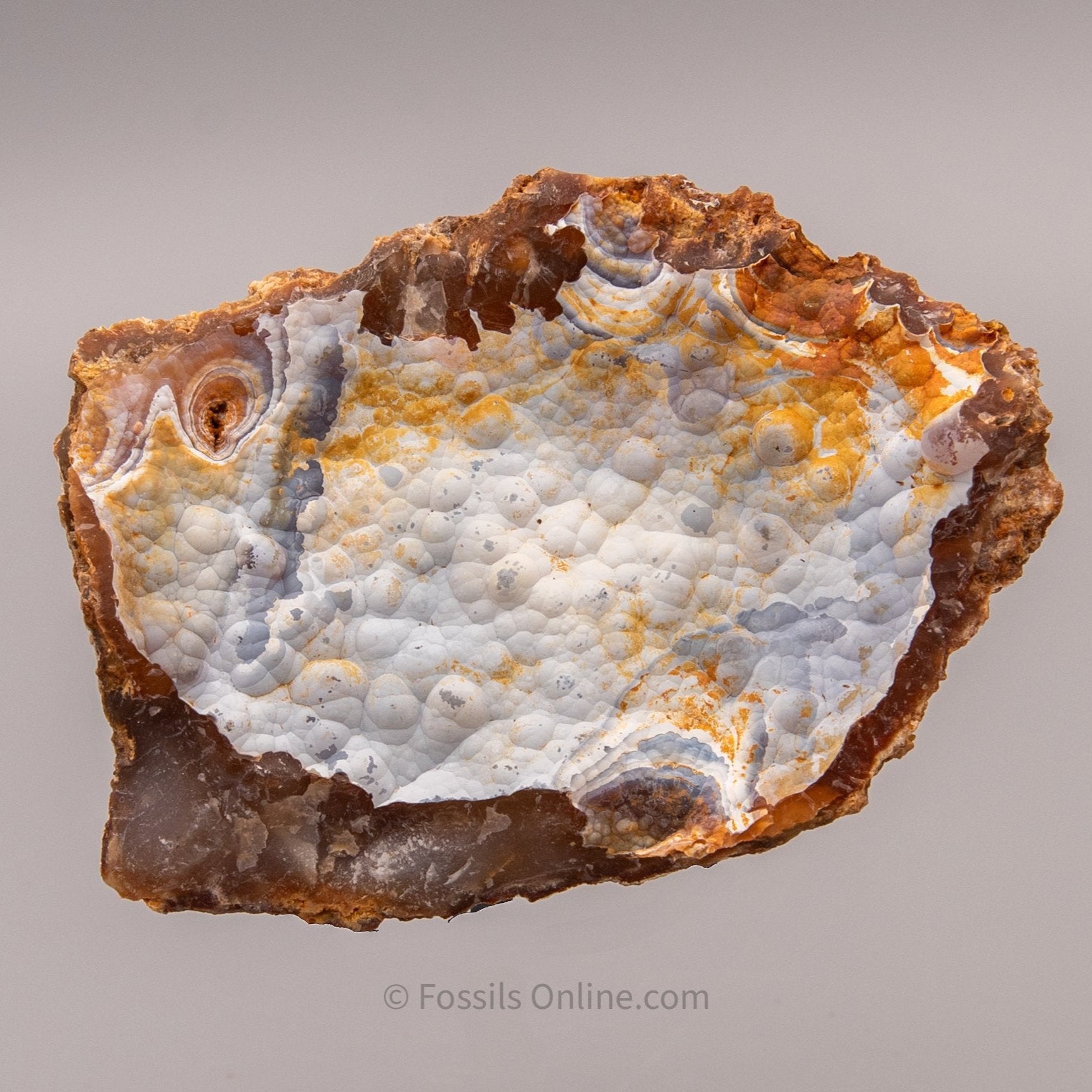 Agatized Coral
