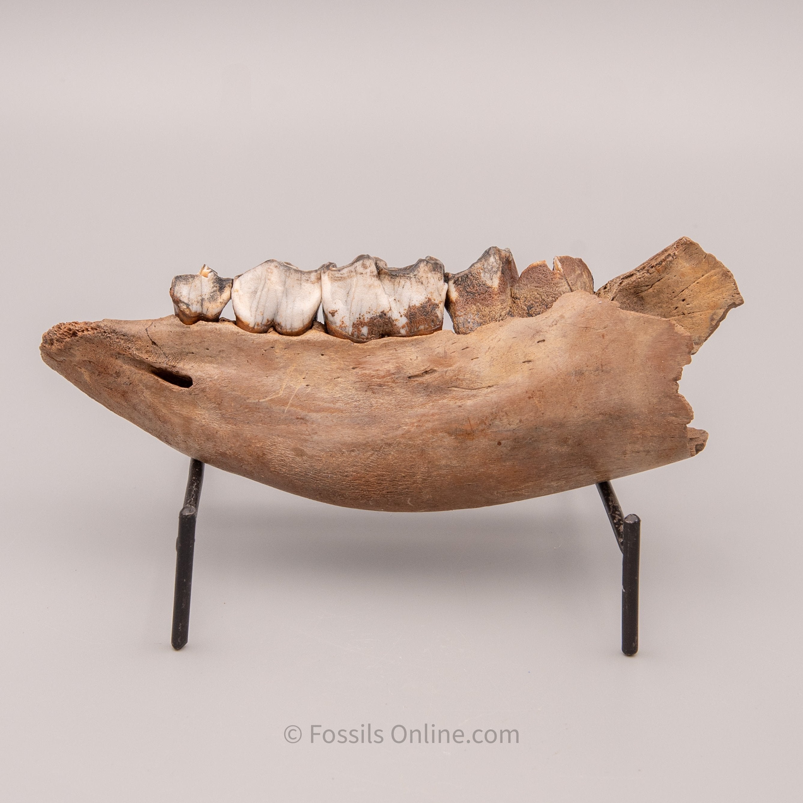 Juvenile Woolly Rhino Jaw from Siberia