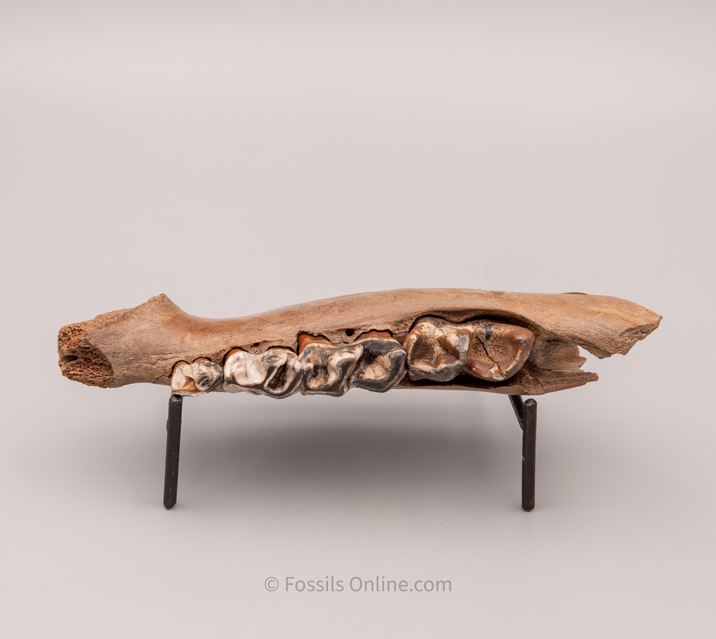 Juvenile Woolly Rhino Jaw from Siberia