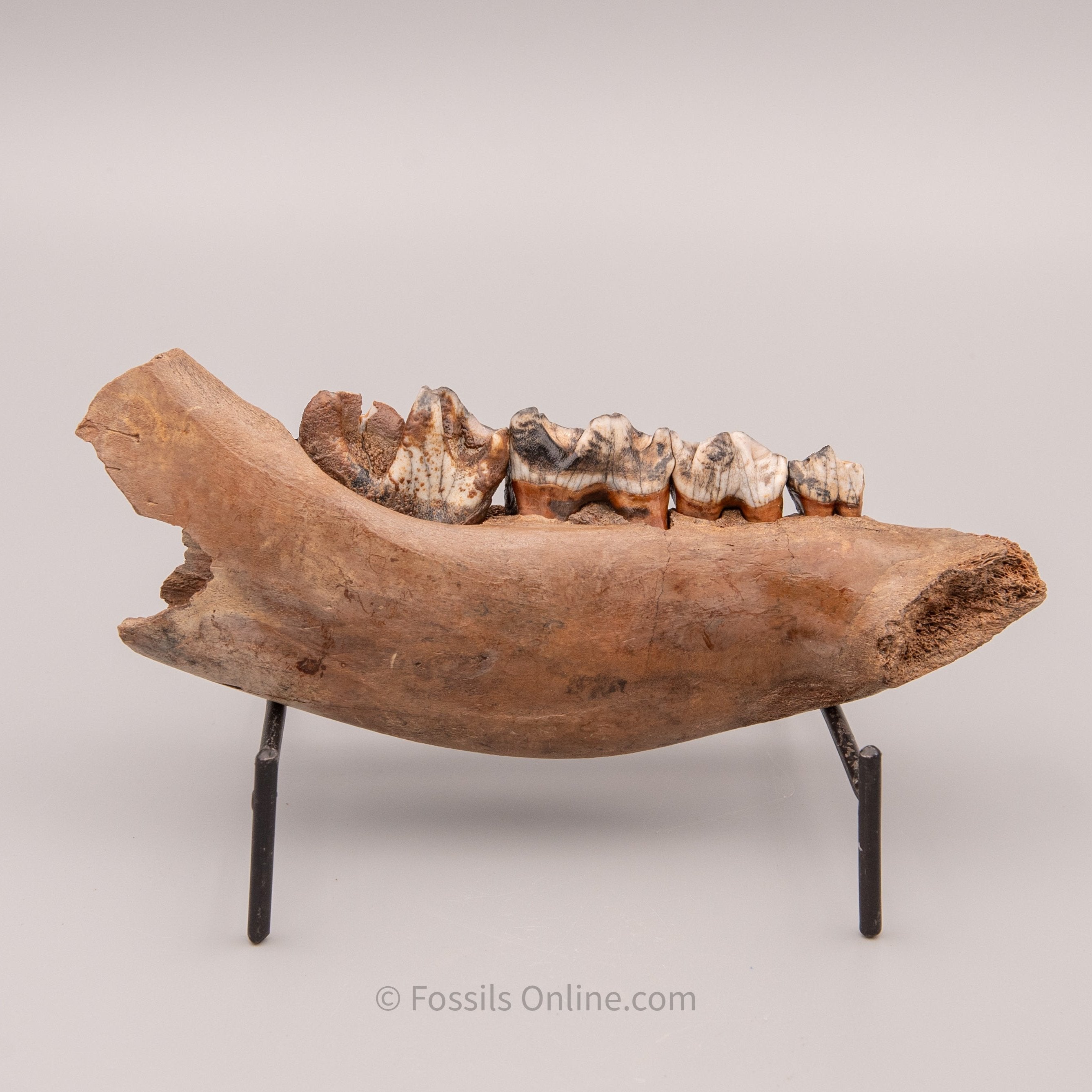 Juvenile Woolly Rhino Jaw from Siberia