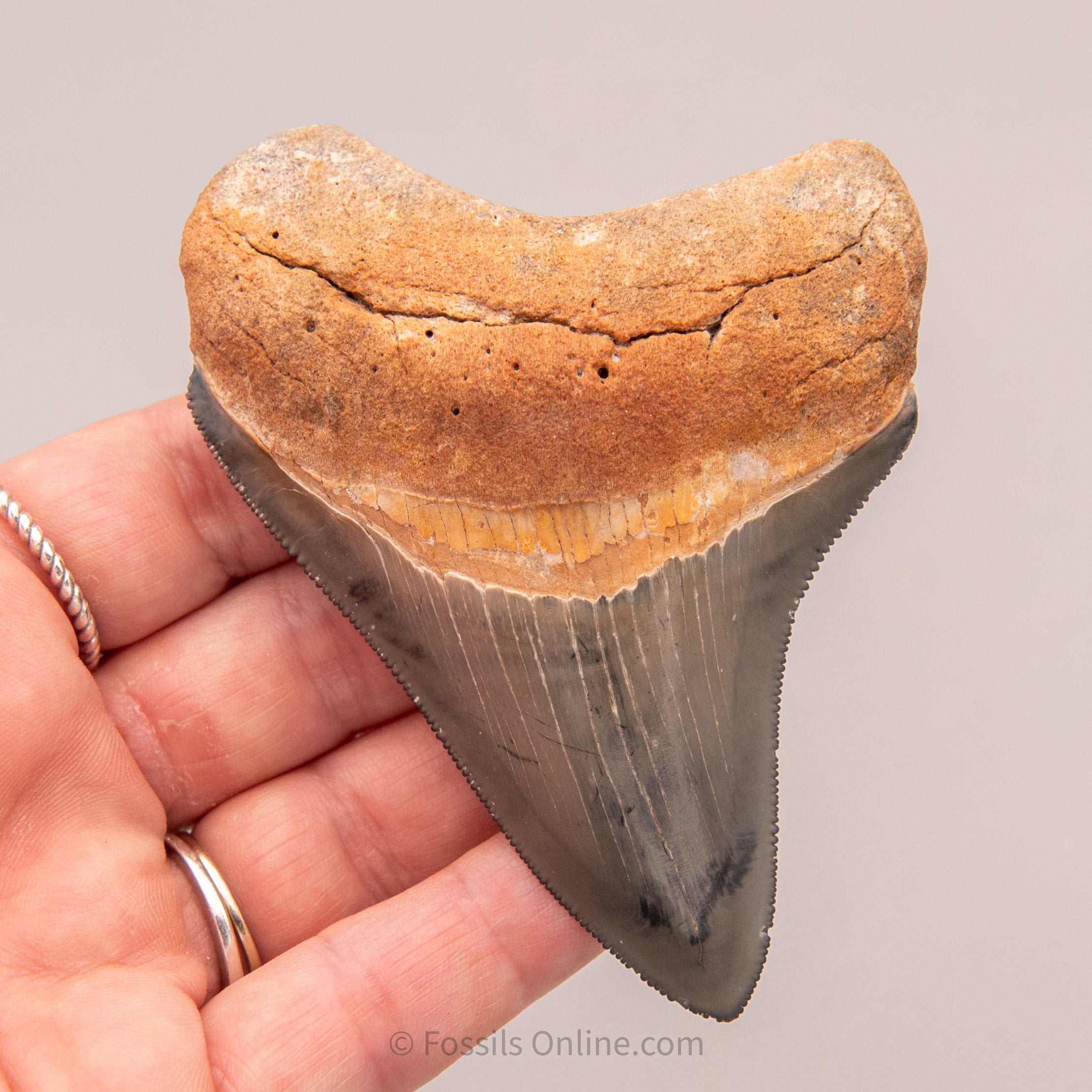Golden Beach Megalodon 3.59"