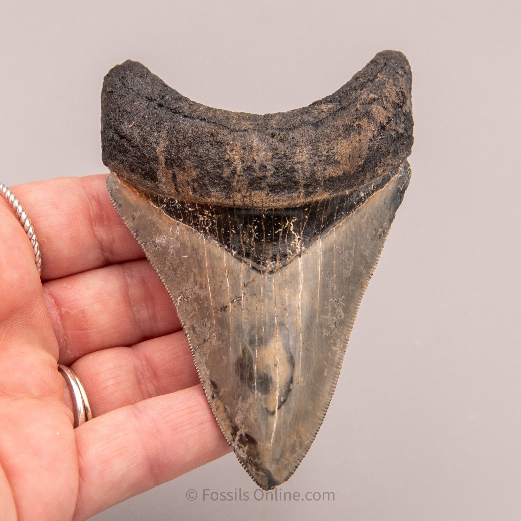 Venice Megalodon 3.88"