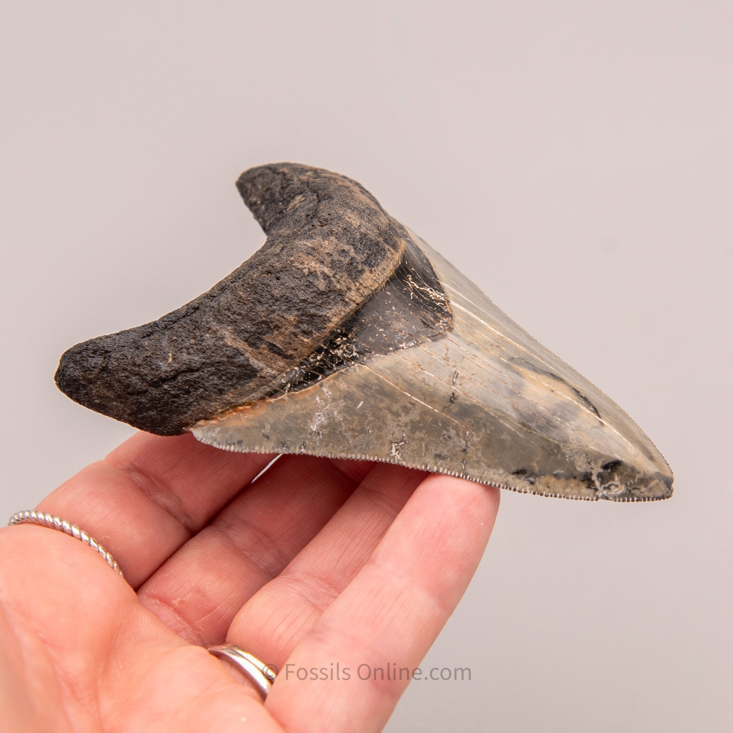 Venice Megalodon 3.88"