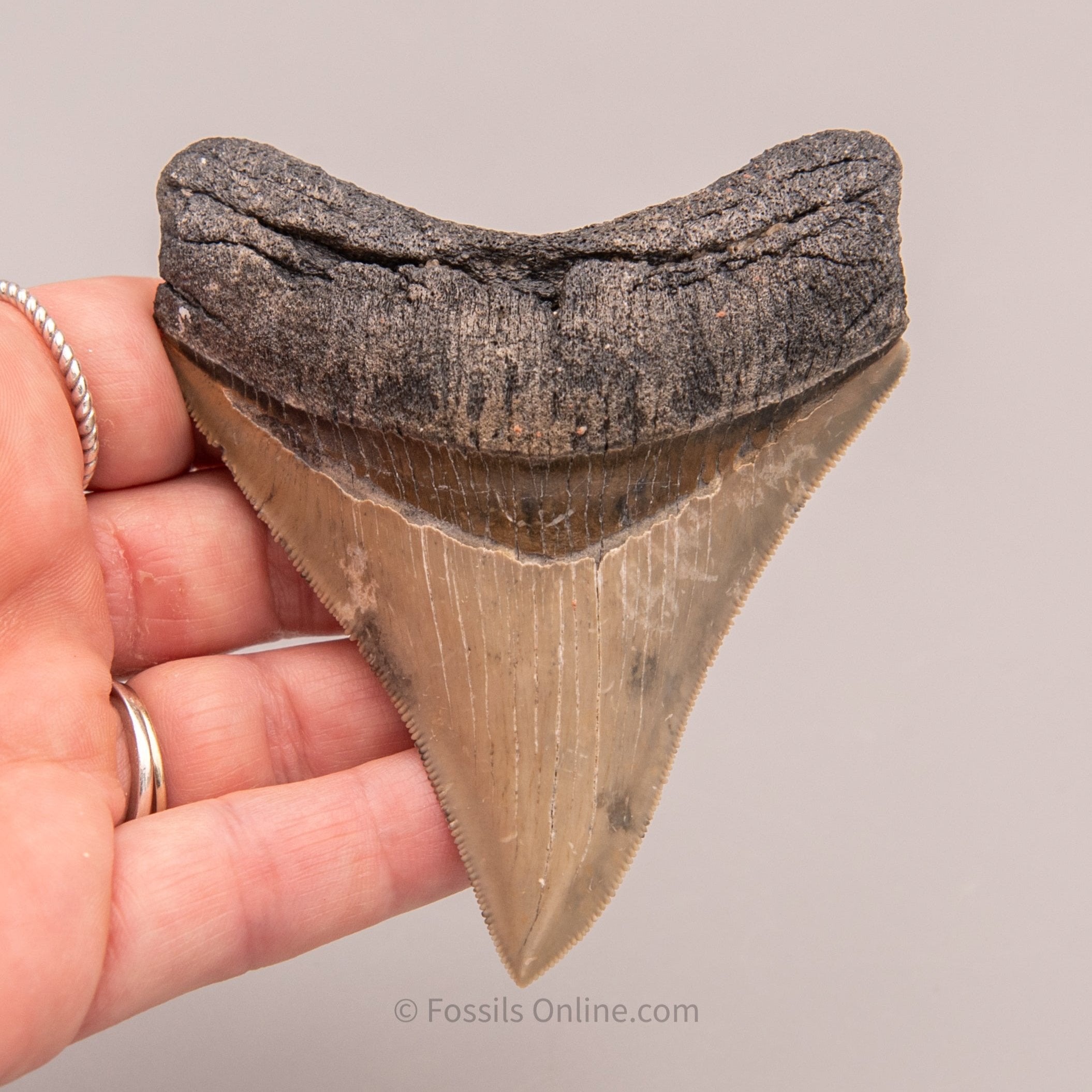 Venice Megalodon 3.53"
