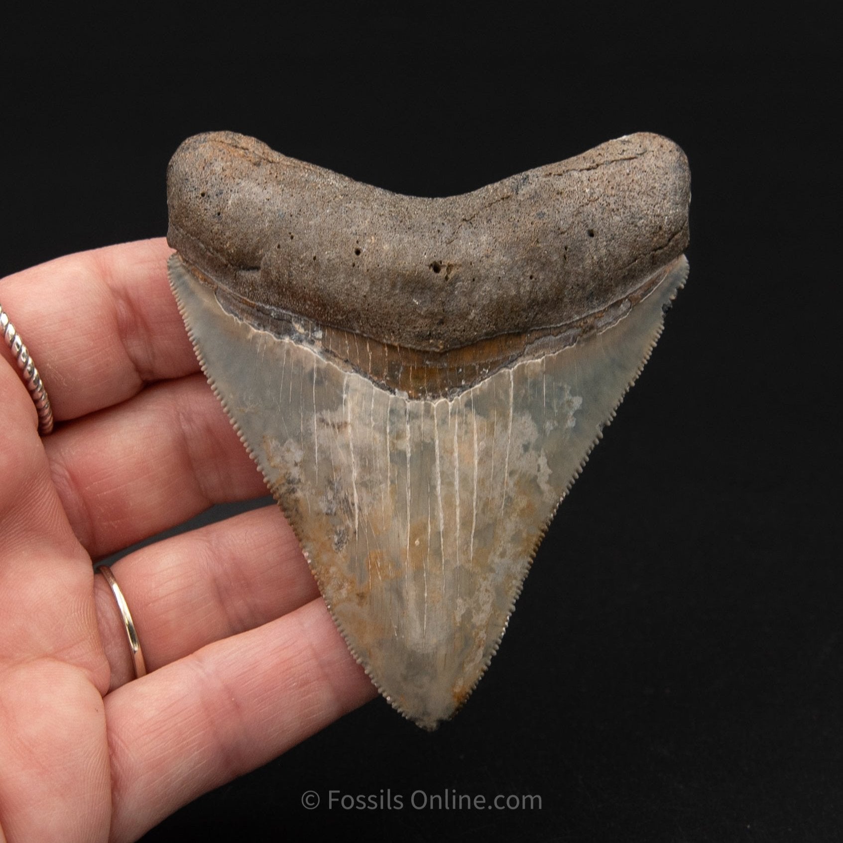 Venice Megalodon 3.25"
