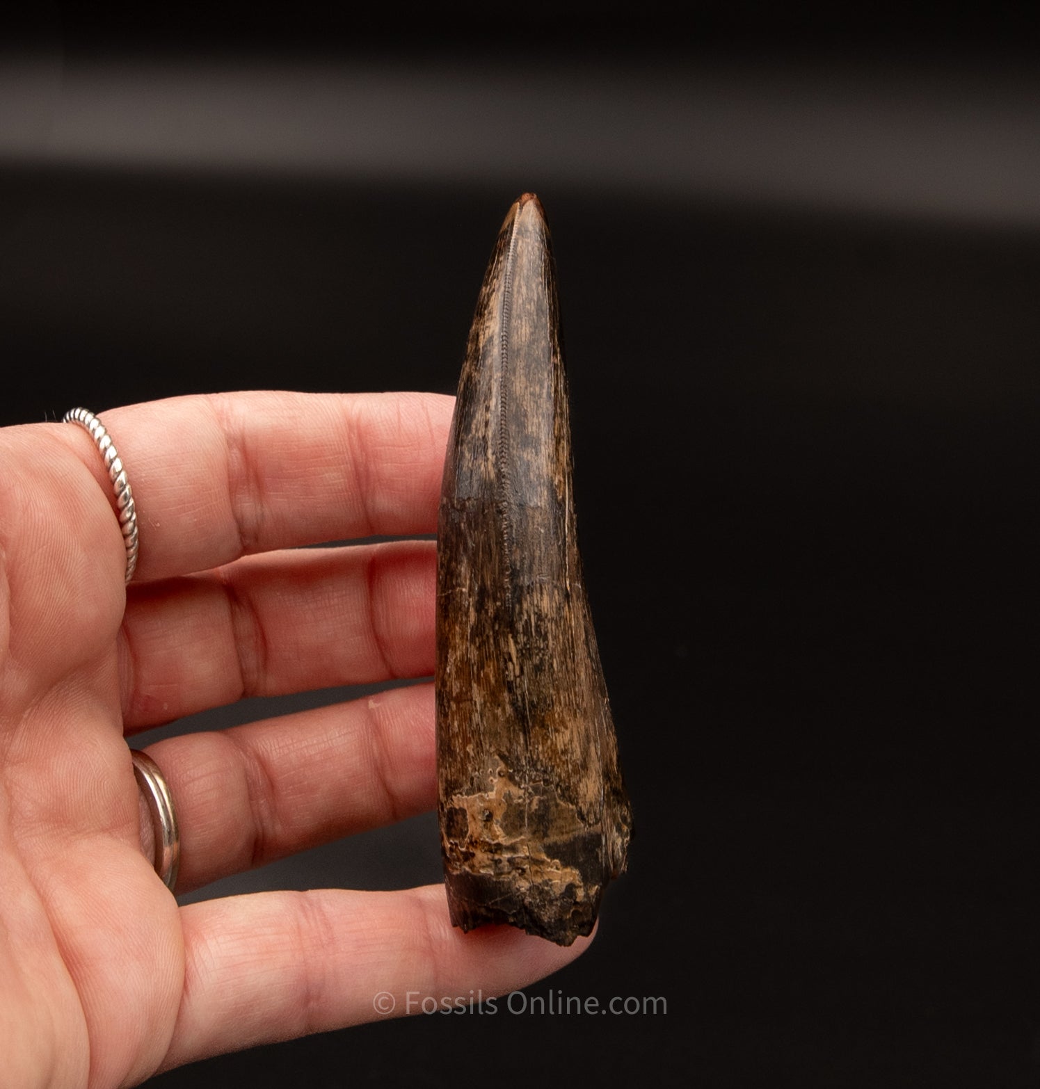 Judith River Genuine Serrated Tyrannosaurid Tooth 3.40"