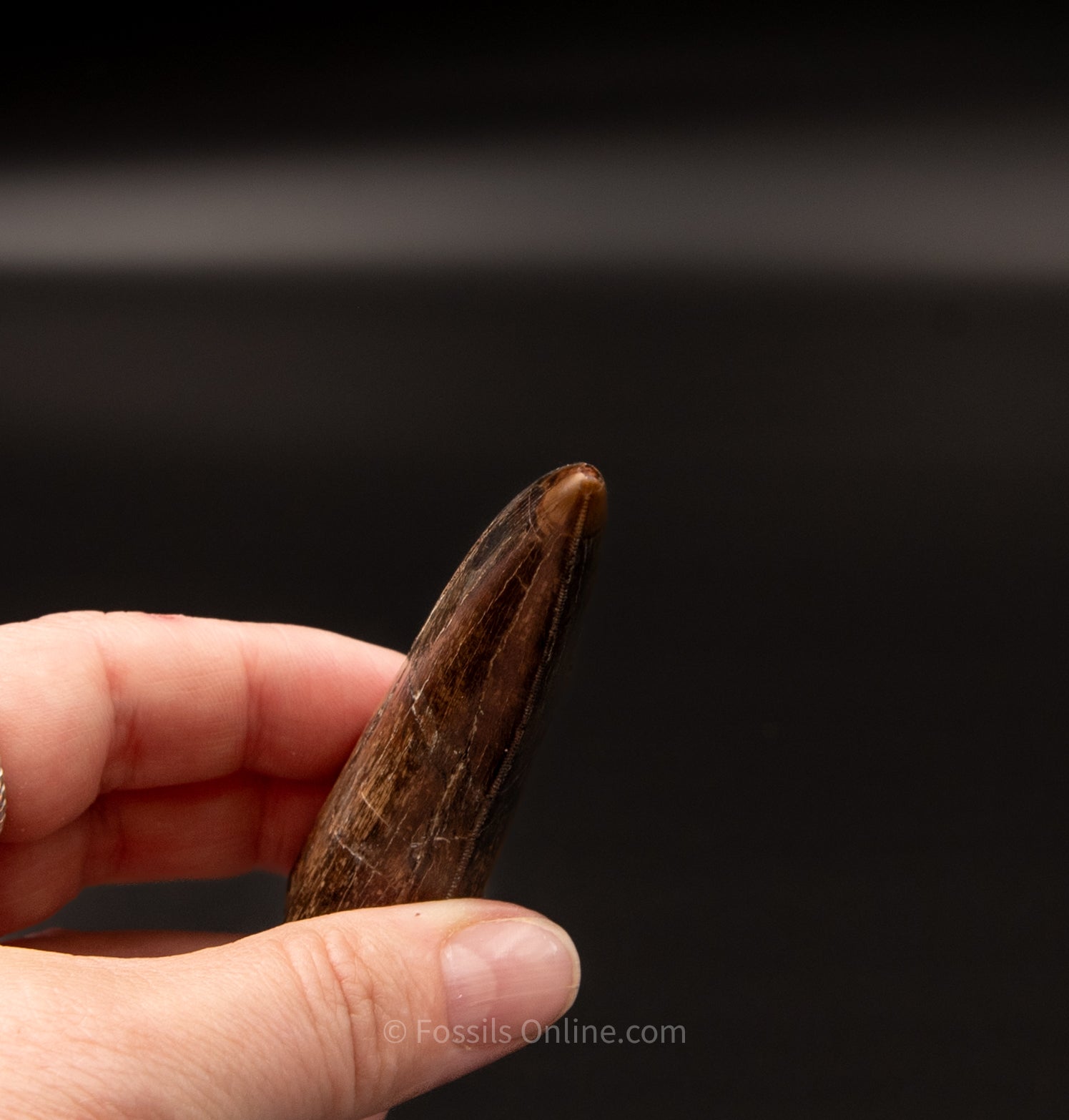 Judith River Genuine Serrated Tyrannosaurid Tooth 3.40"