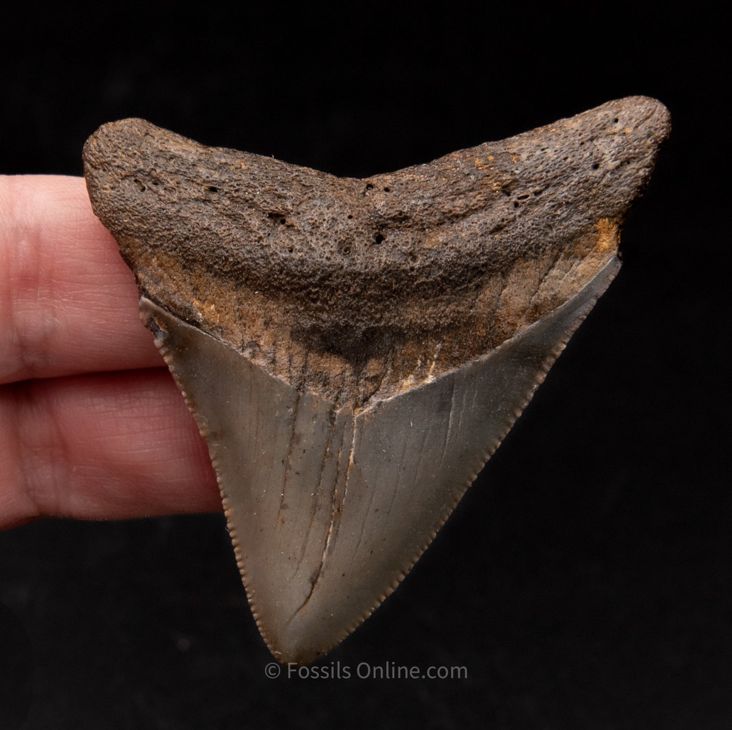 NC Megalodon 2.51"