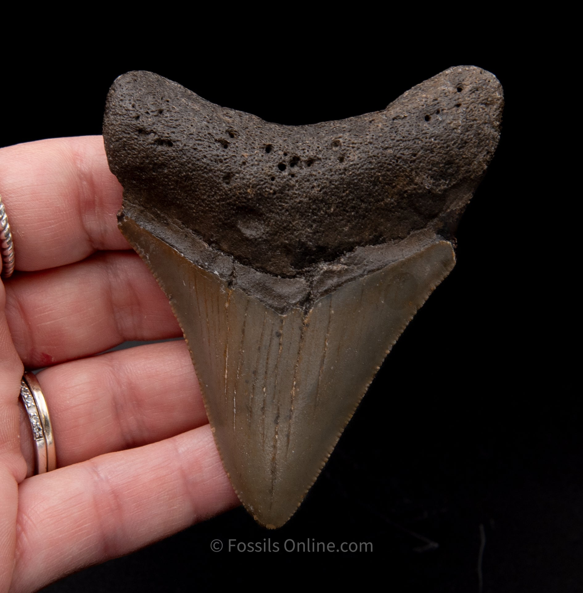 NC store Megalodon Tooth