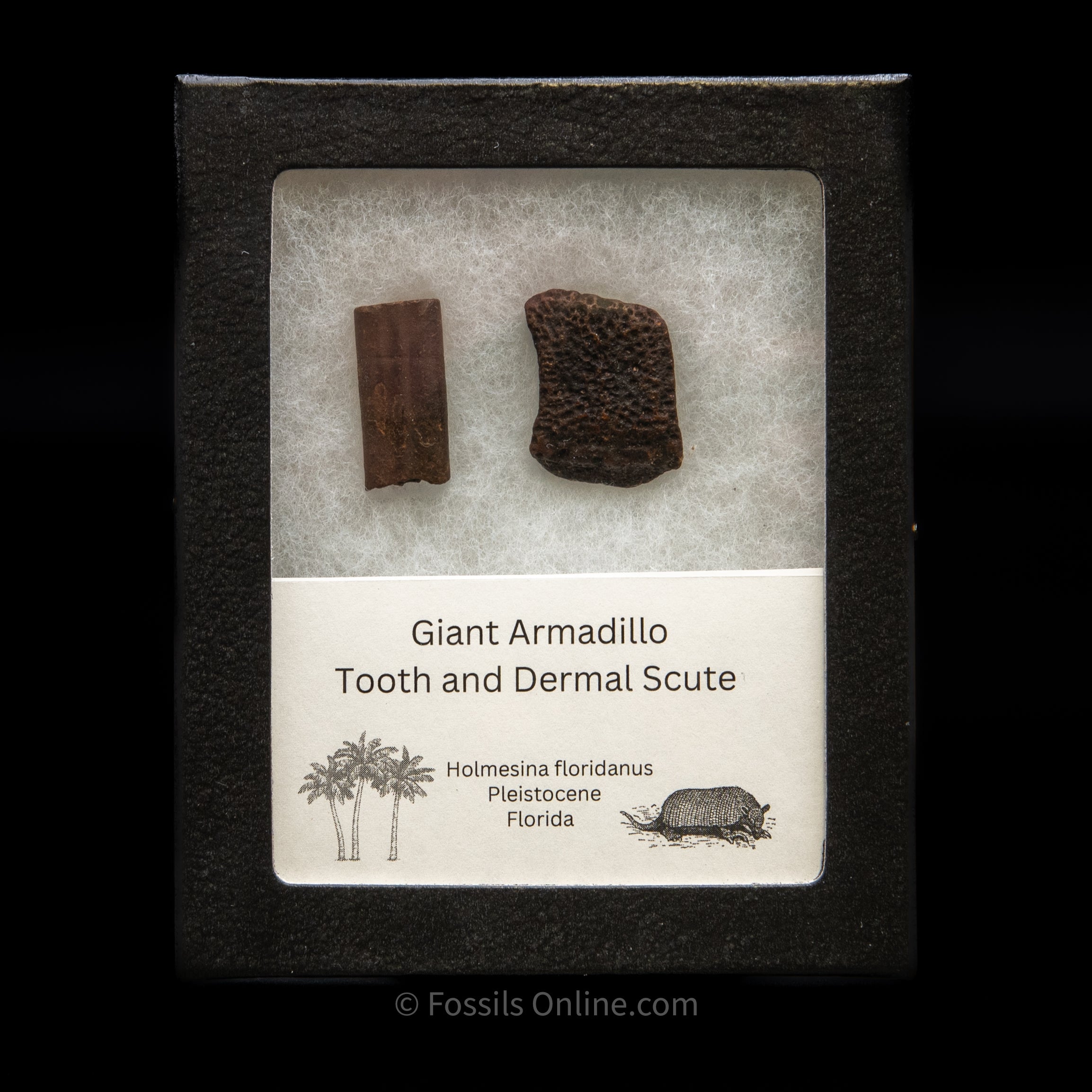 Giant Armadillo Tooth and Scute Set