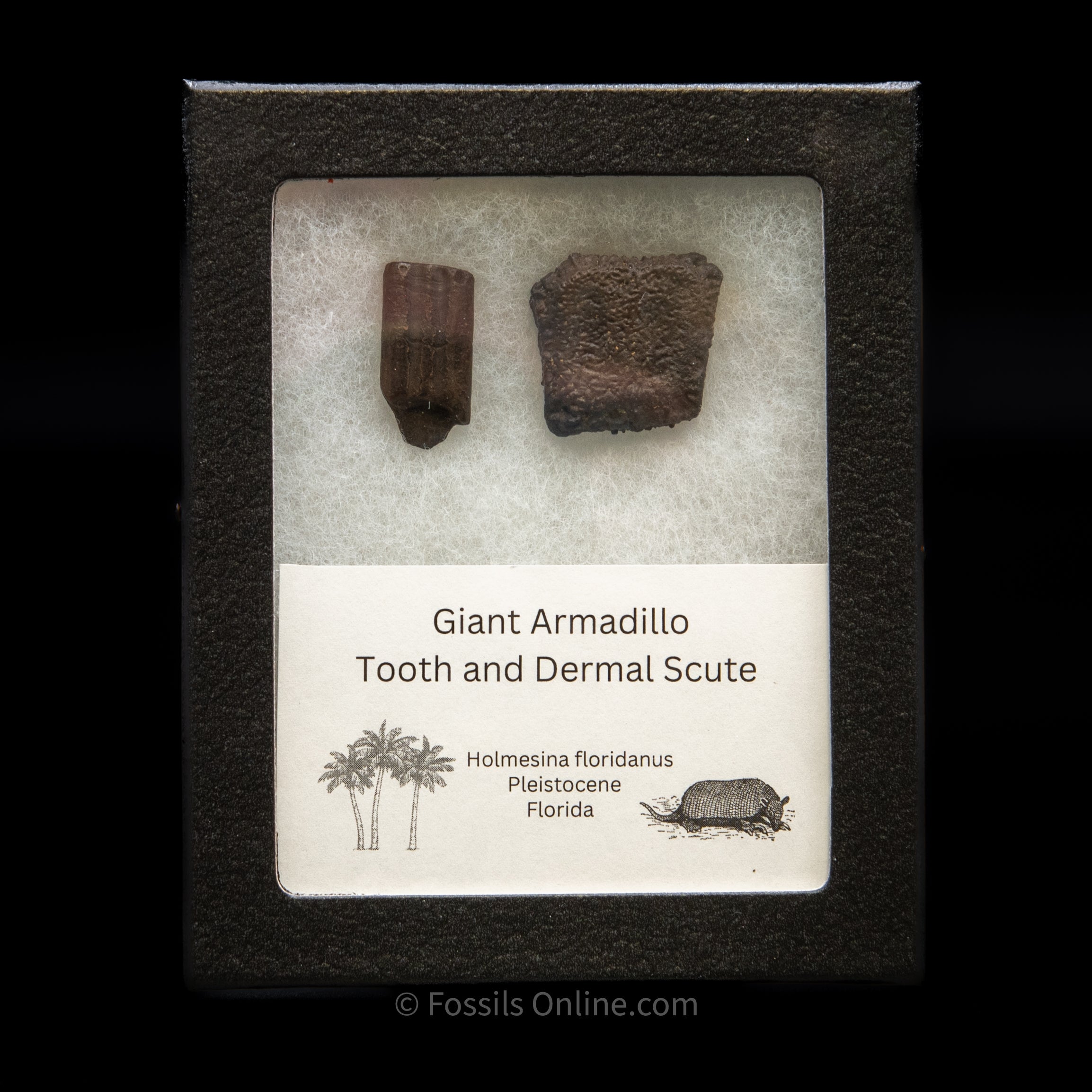 Giant Armadillo Tooth and Scute Set
