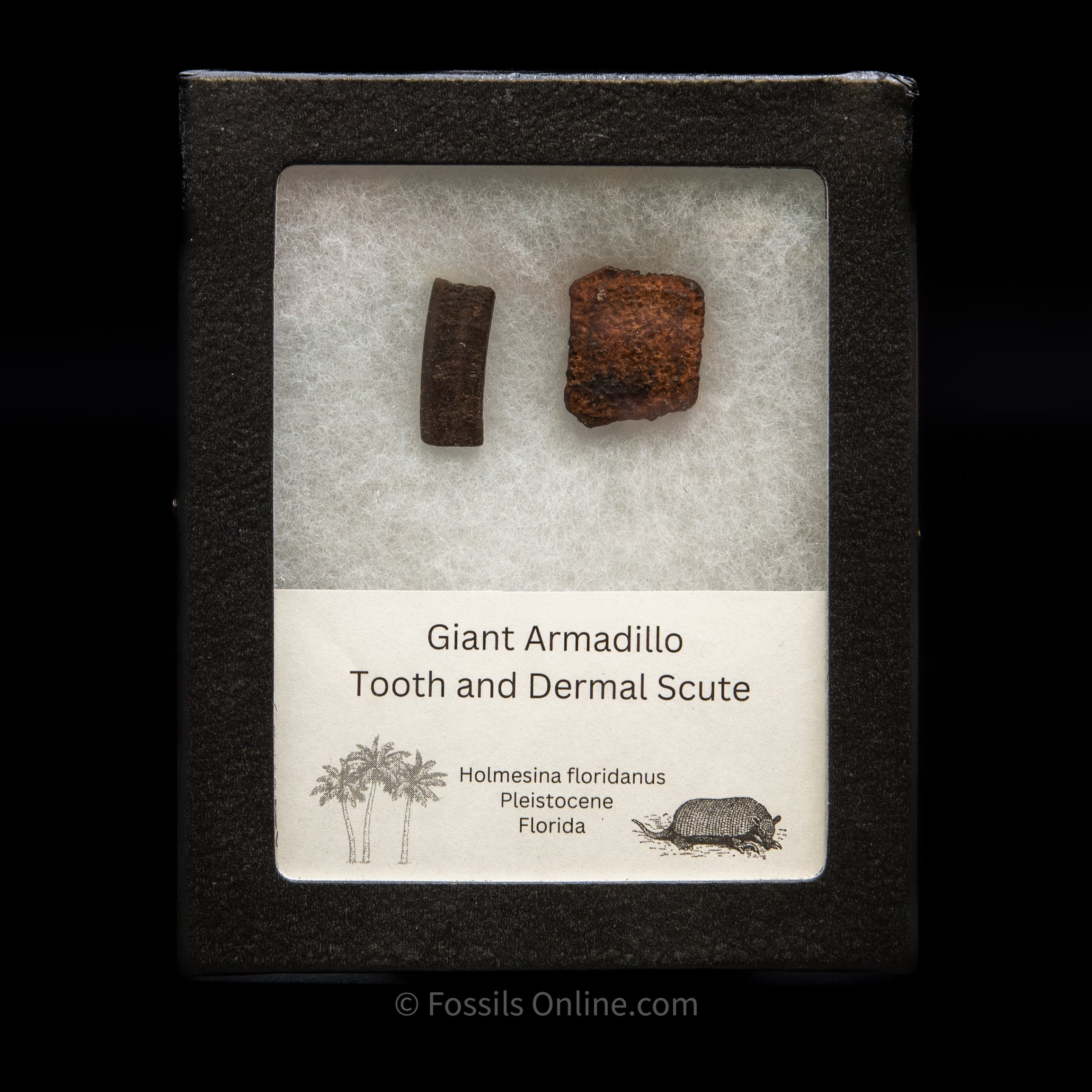Giant Armadillo Tooth and Scute Set