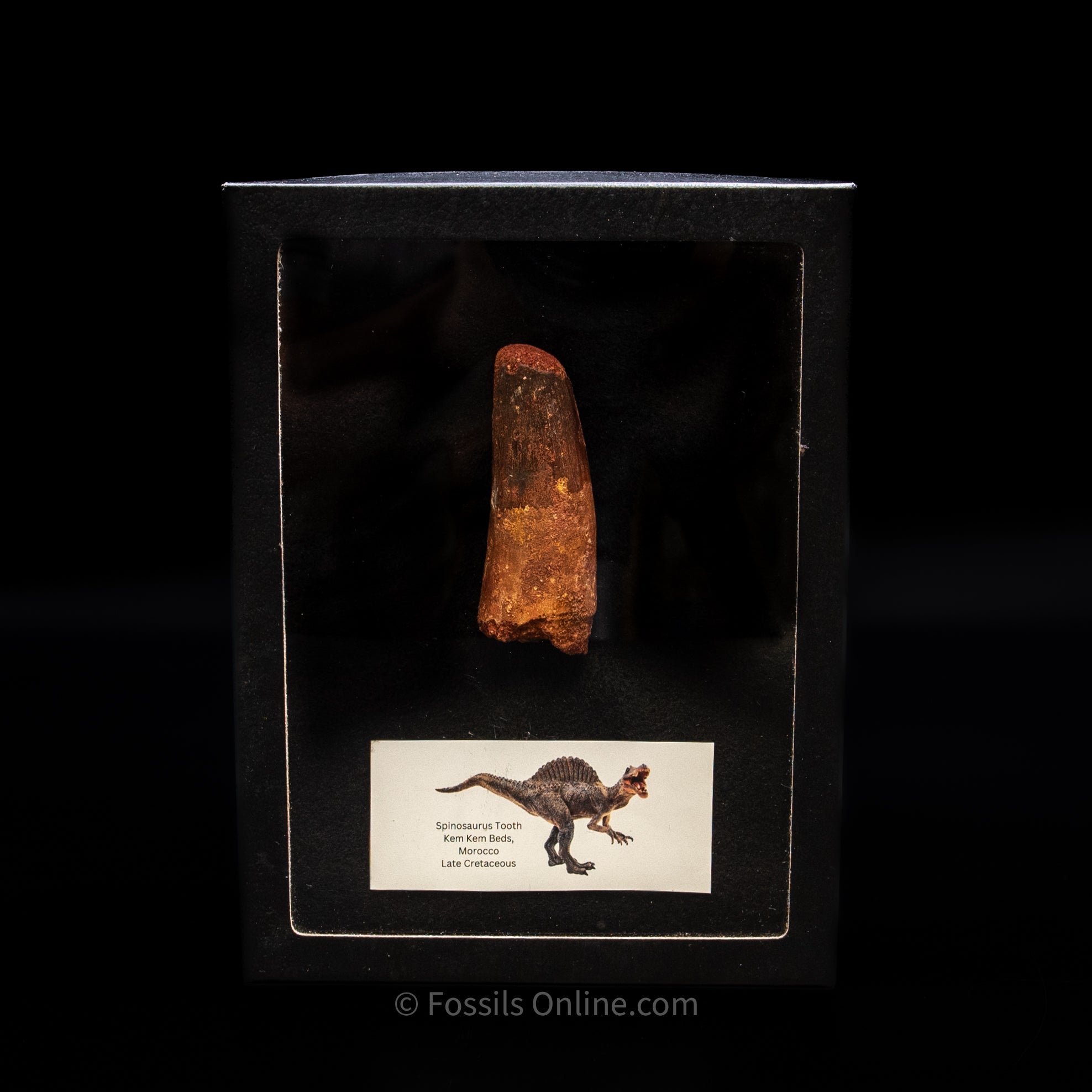 Spinosaurus Dinosaur Tooth Lg Case