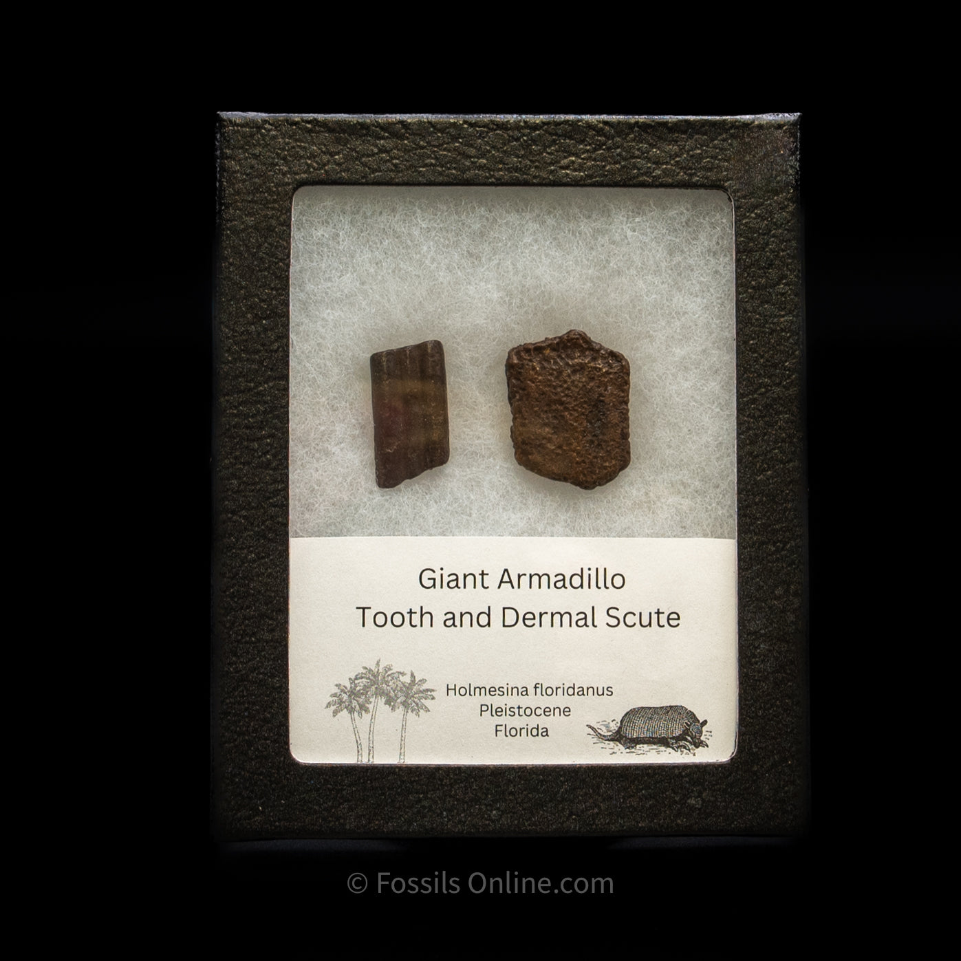 Giant Armadillo Tooth and Scute Set