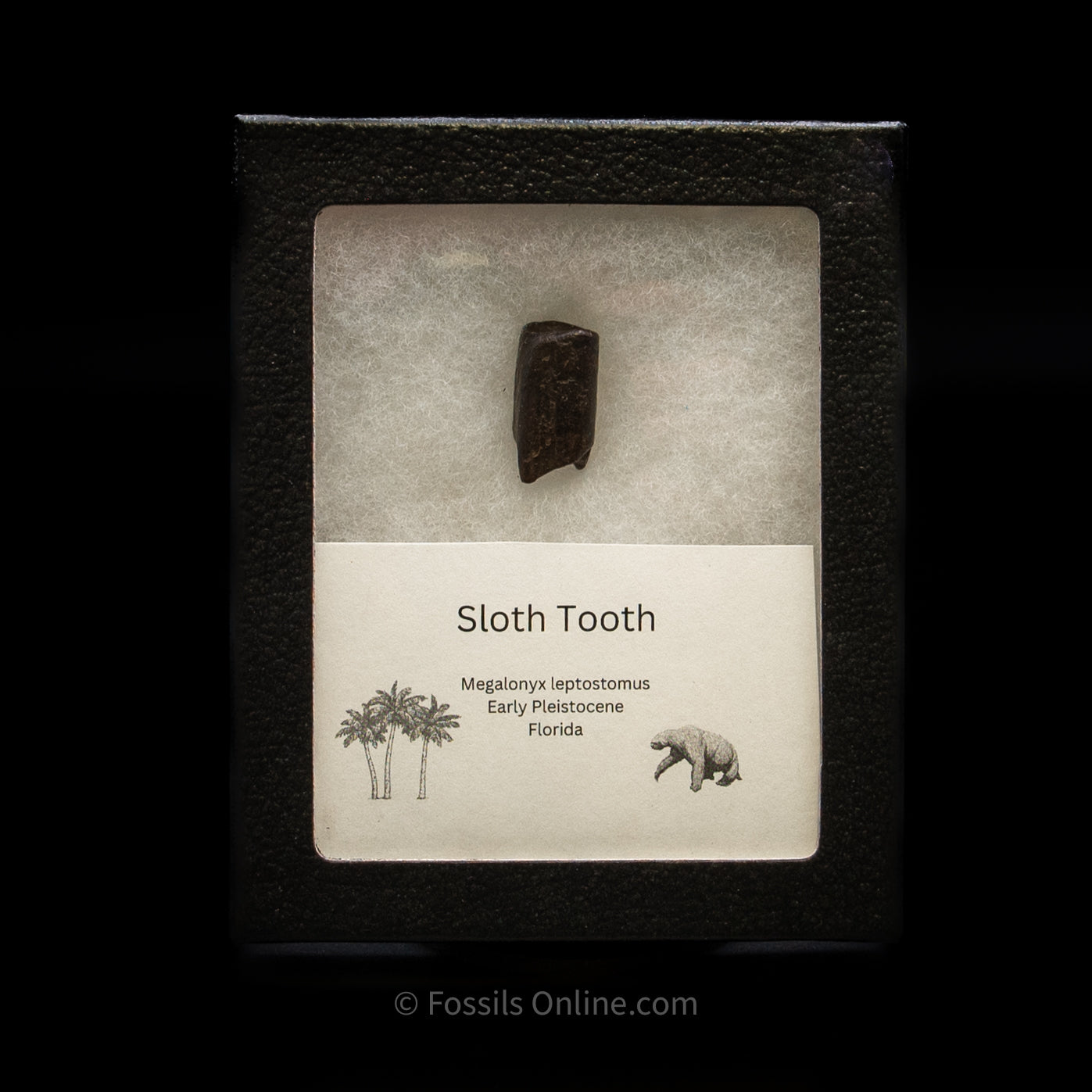 Sloth Tooth