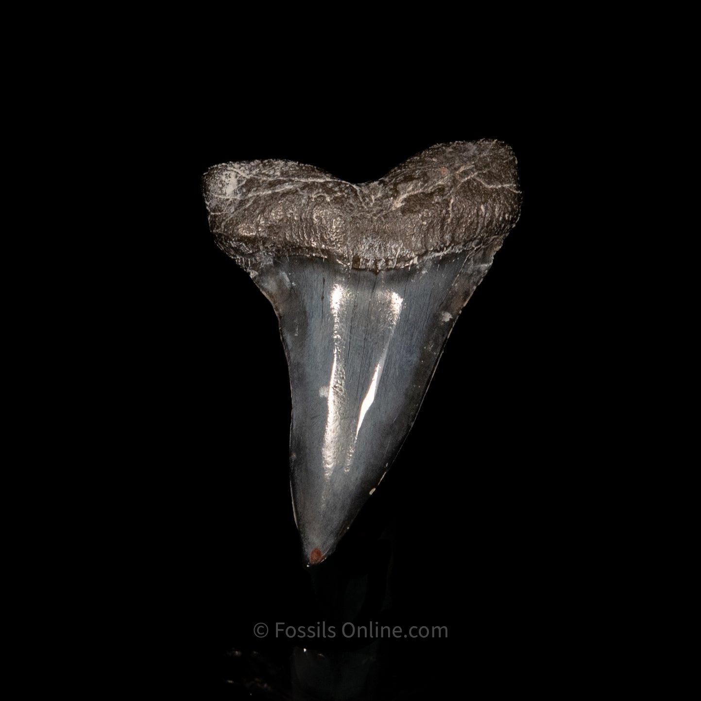 Venice C.hastalis 2.12"