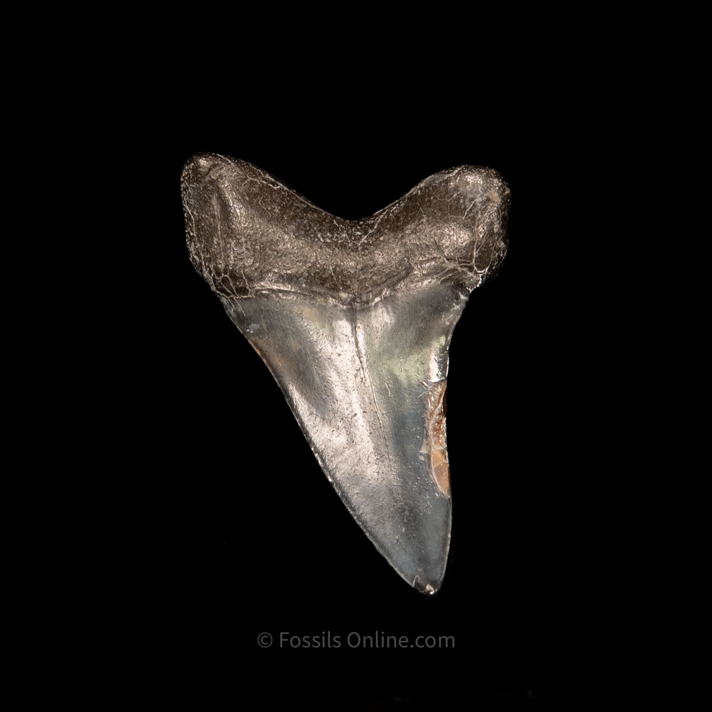 Venice C.hastalis 2.12"
