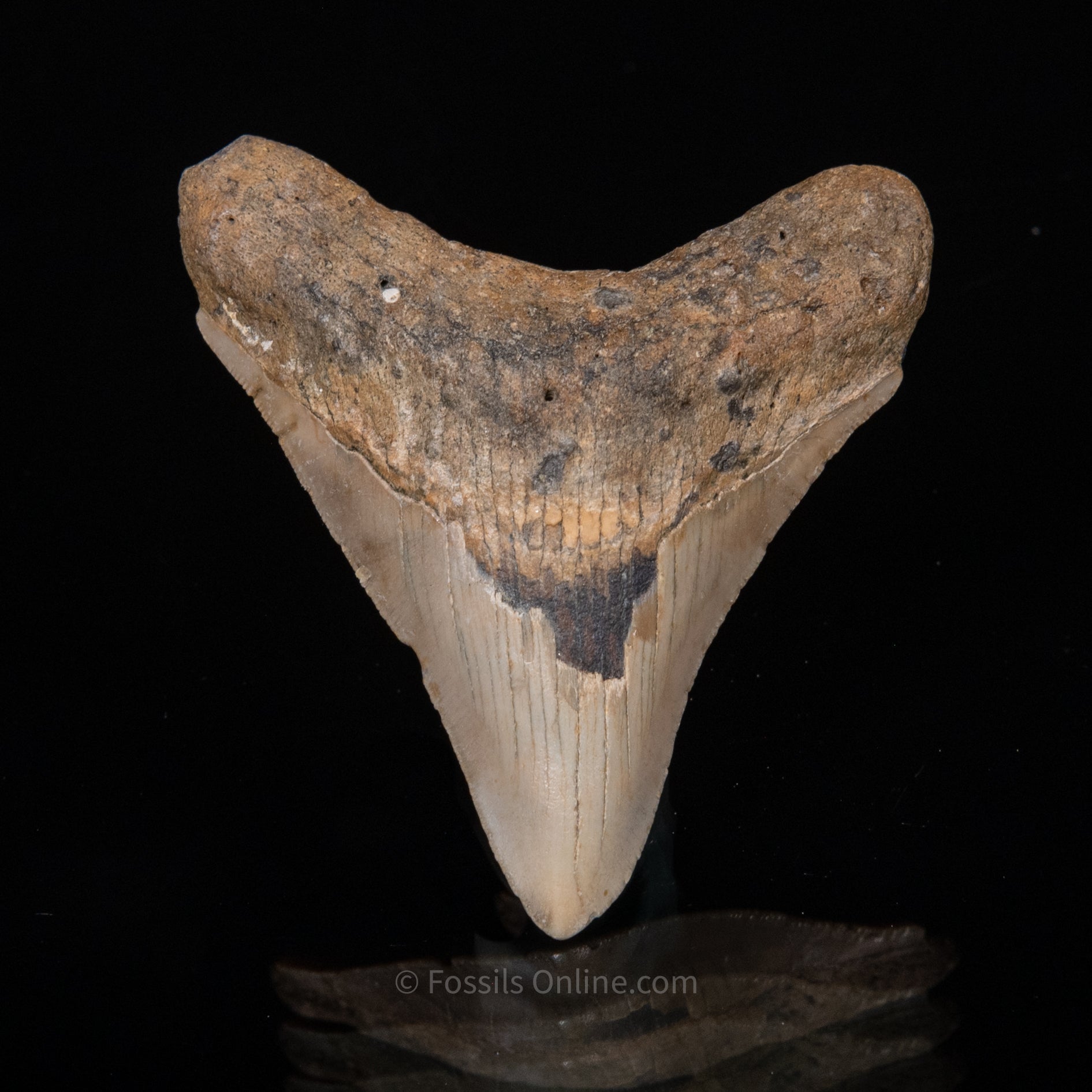 NC Megalodon 3.18"