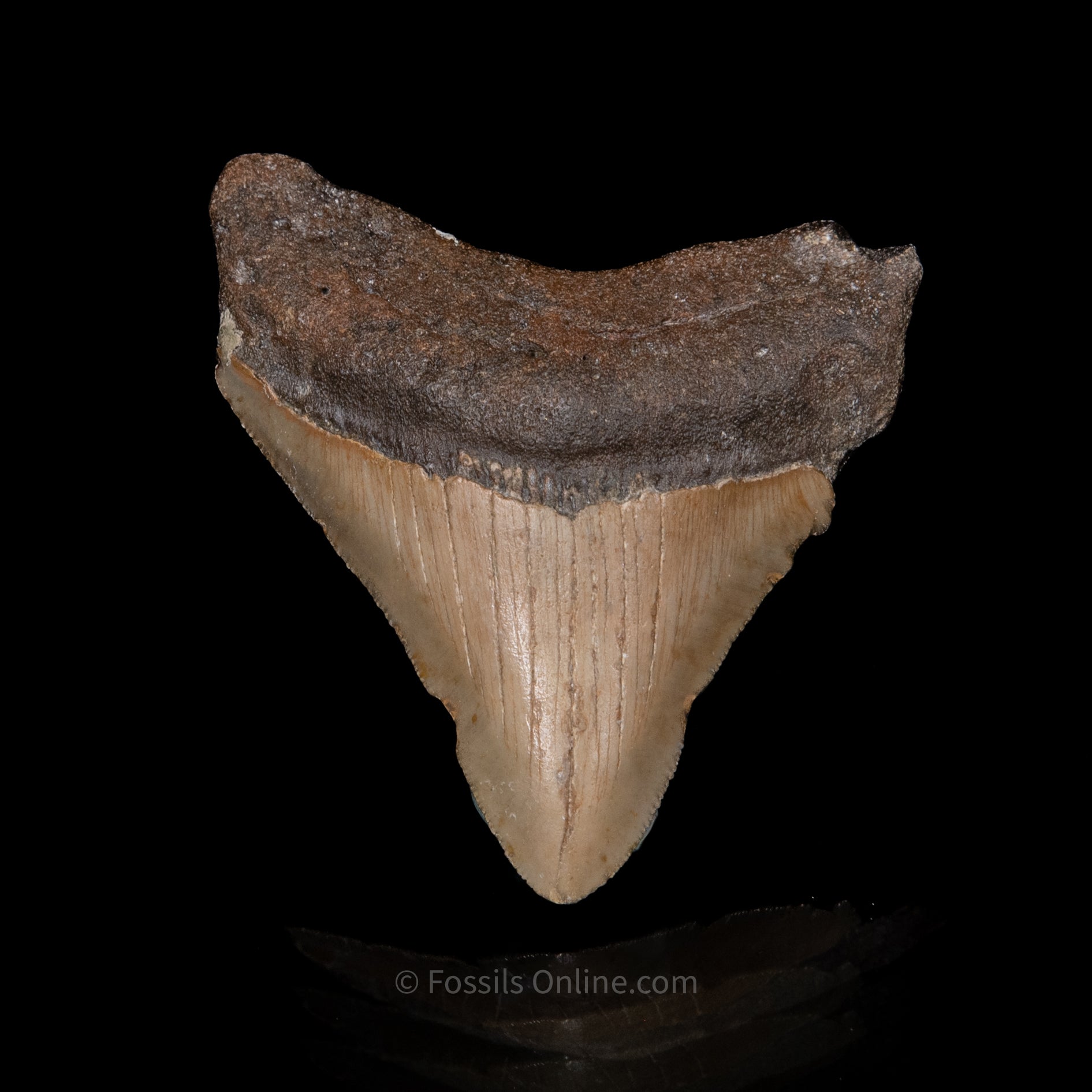 NC Megalodon 3.12"