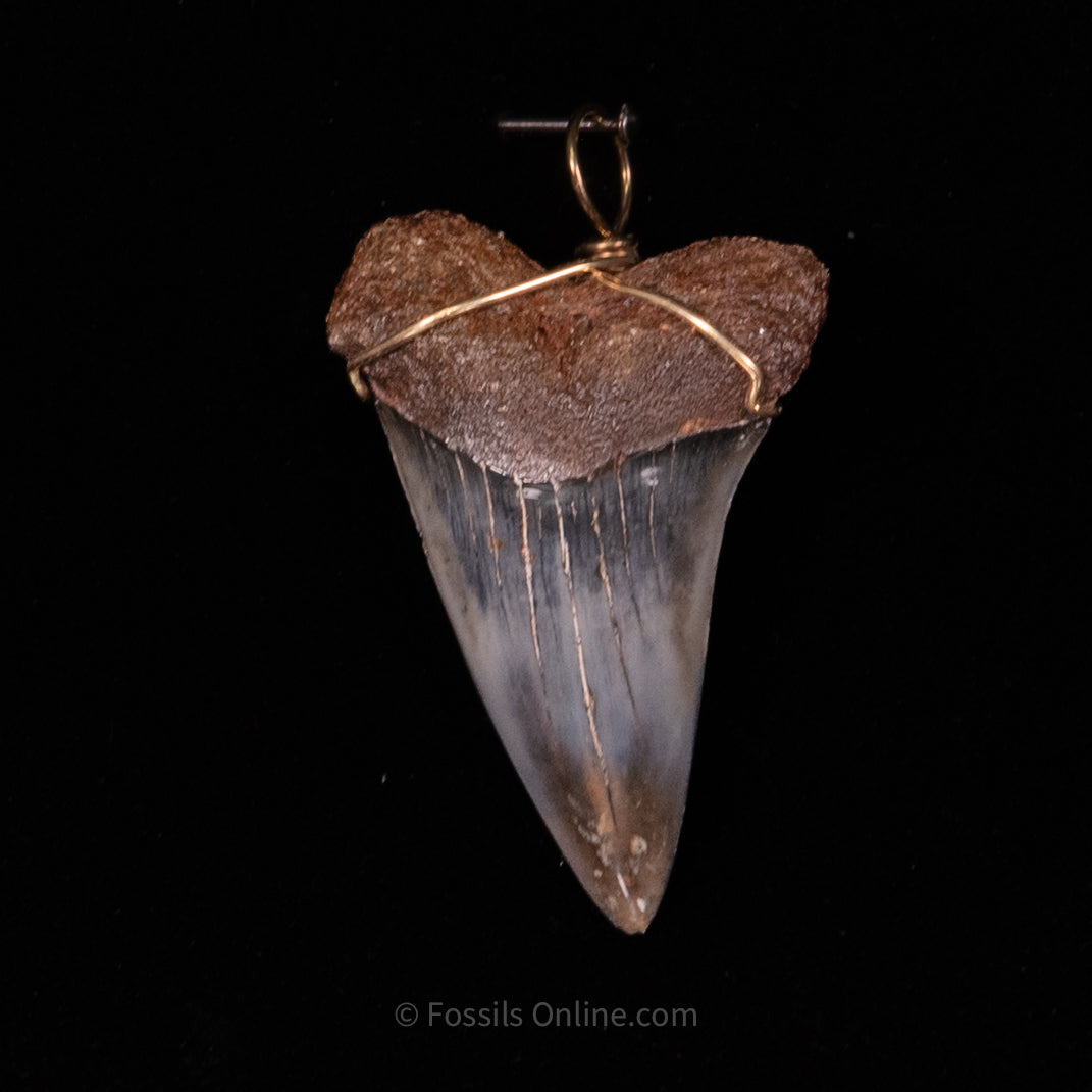 Fossil Jewelry Pendant