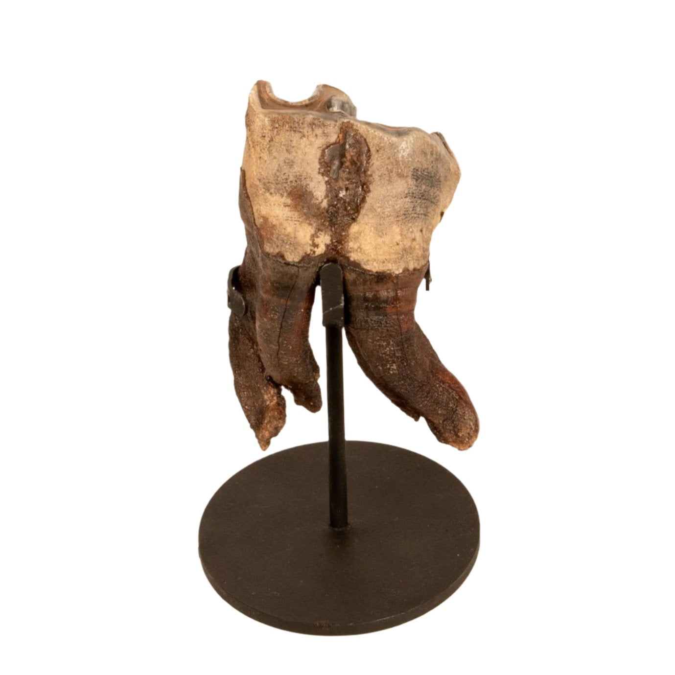 Rooted Woolly Rhino Tooth Siberia