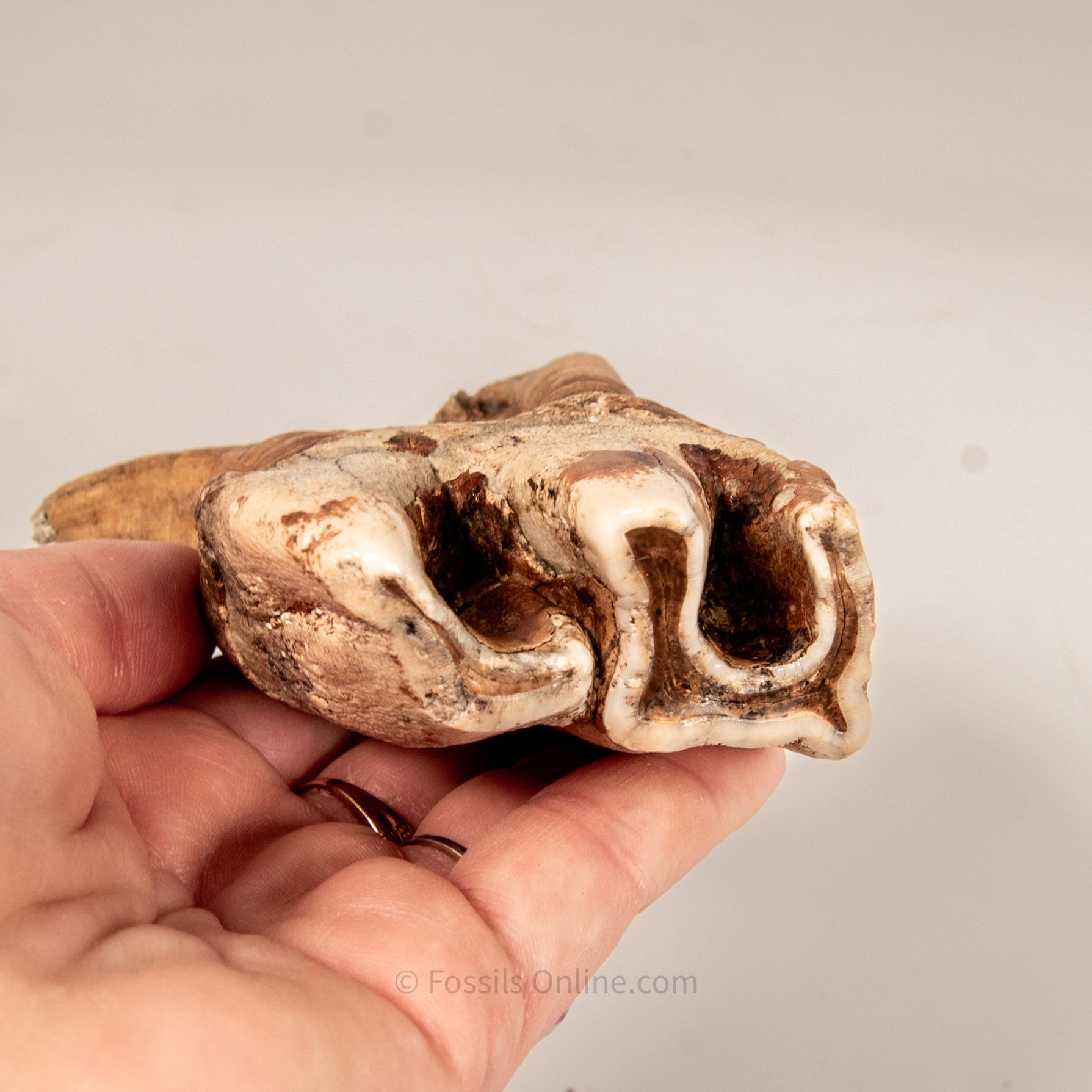 Rooted Woolly Rhino Tooth Siberia