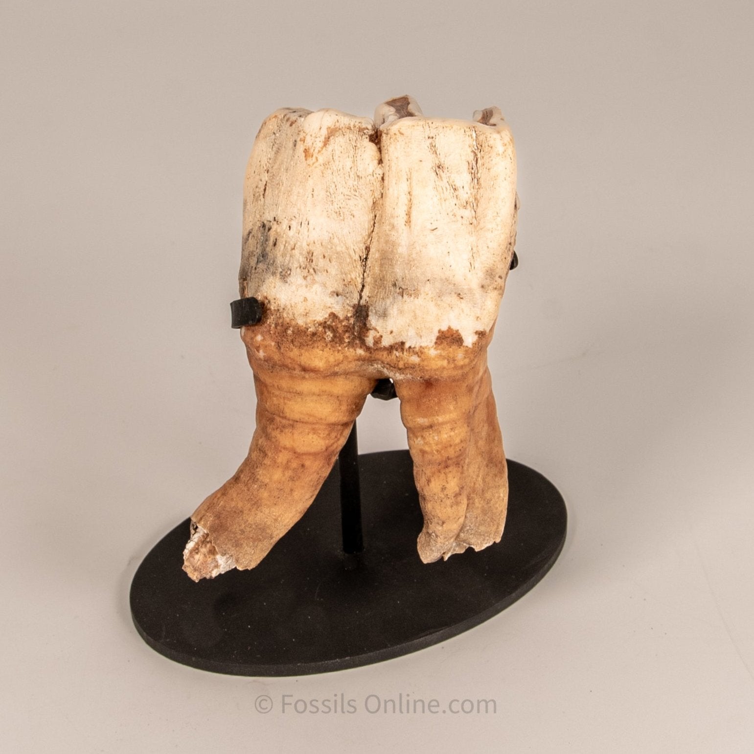 Rooted Woolly Rhino Tooth Siberia