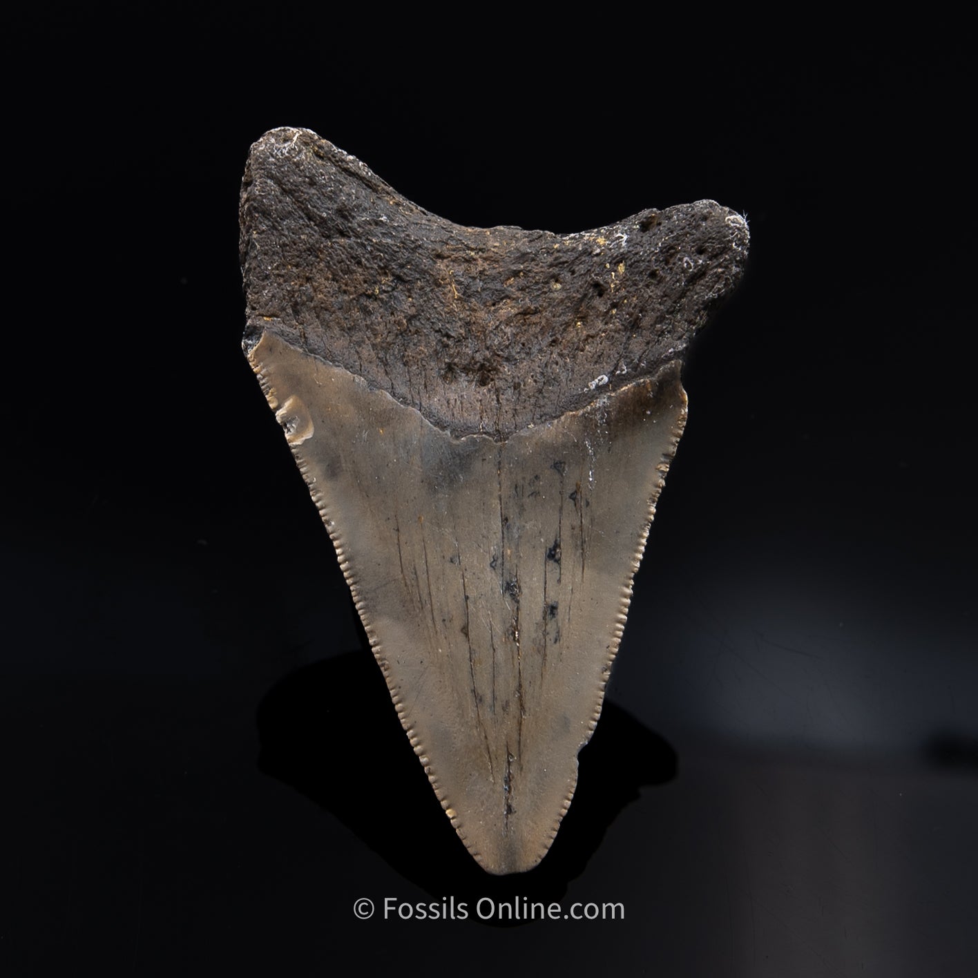 NC Megalodon 2.28"