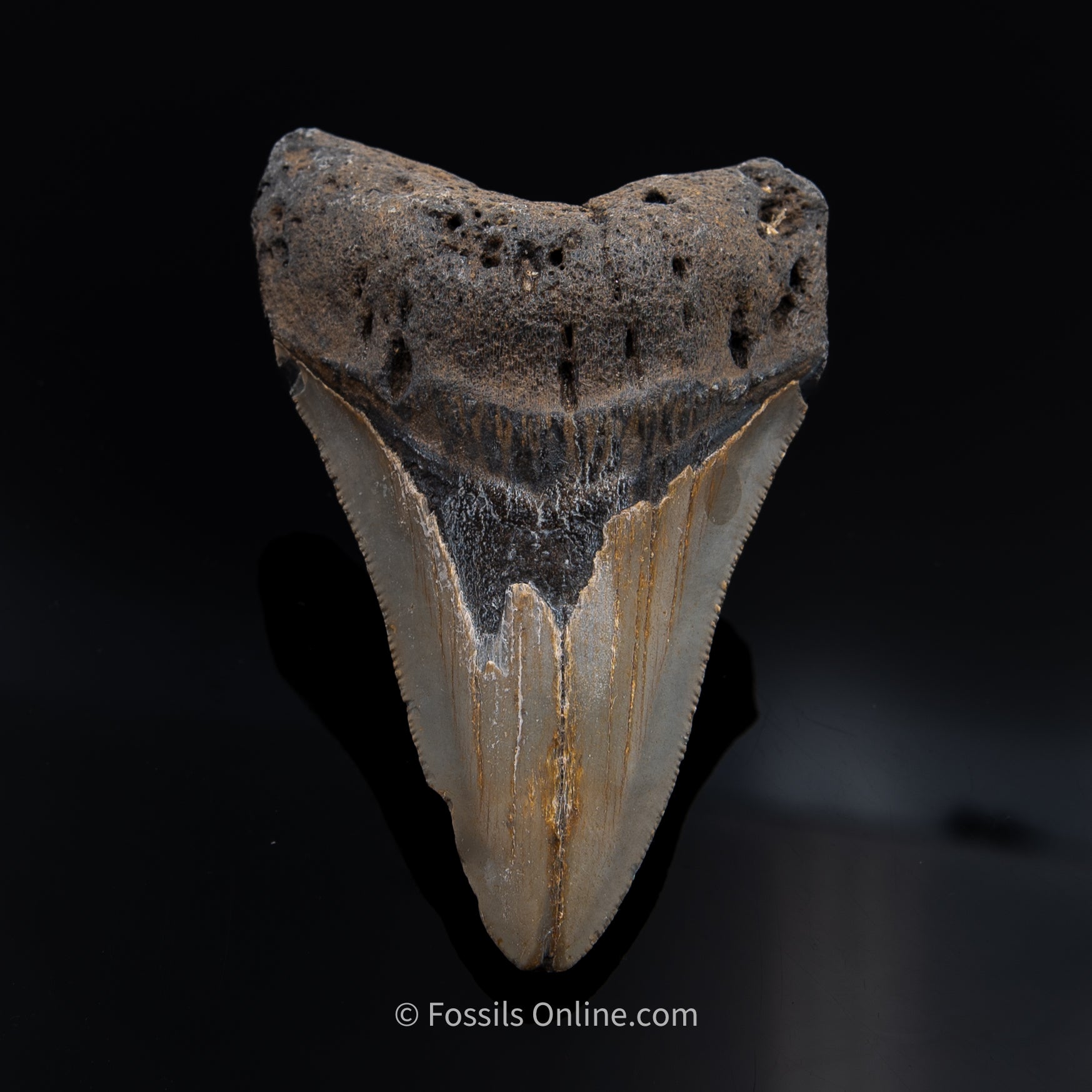 NC Megalodon 3.81"