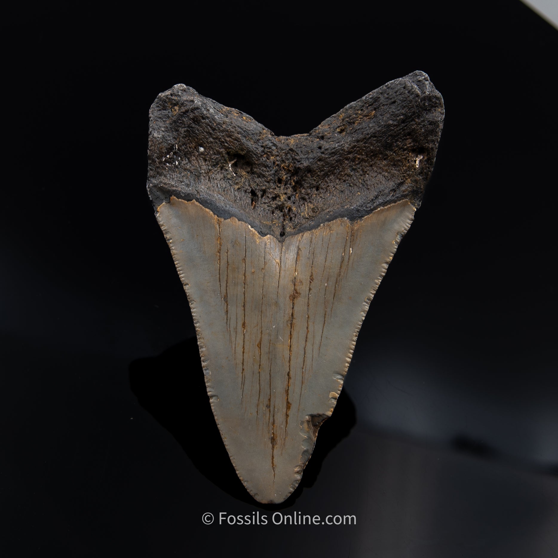 NC Megalodon 3.81"