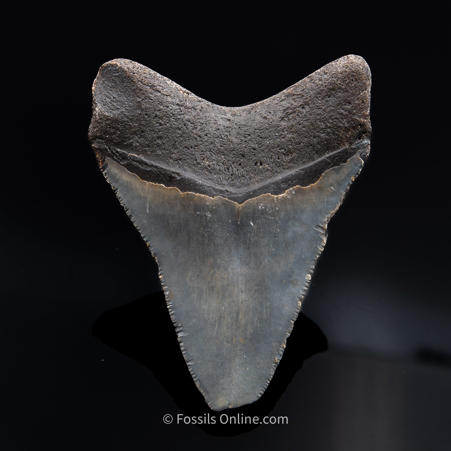 NC Megalodon 3.25"