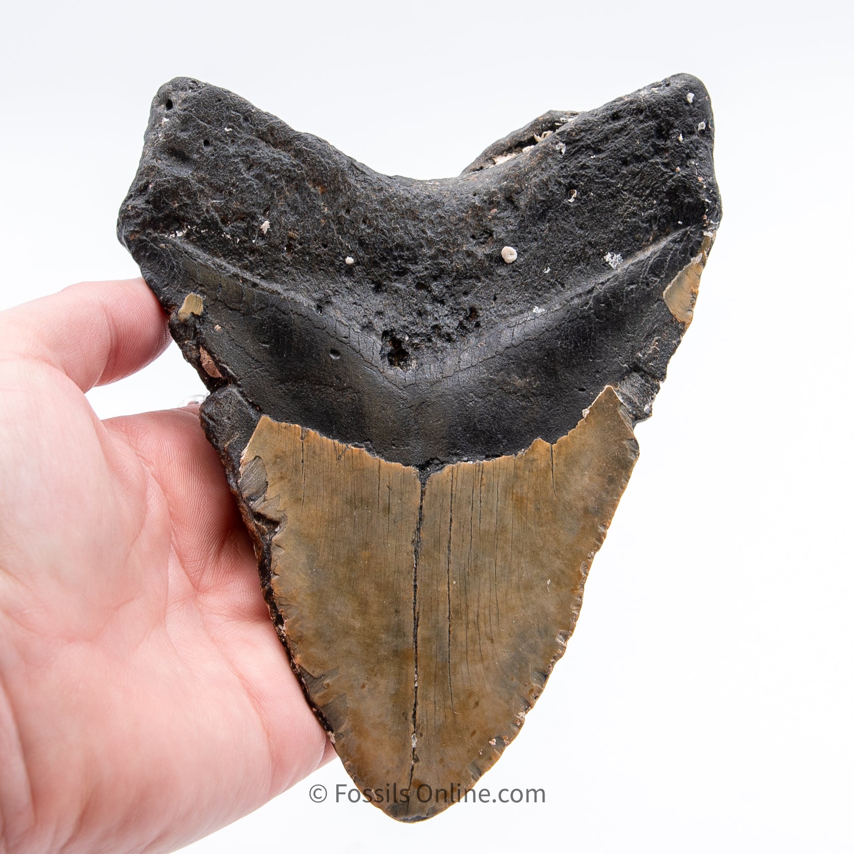 NC Megalodon 5.86"