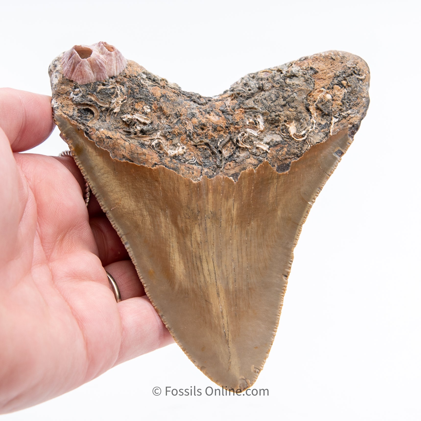 NC Megalodon 4.57"