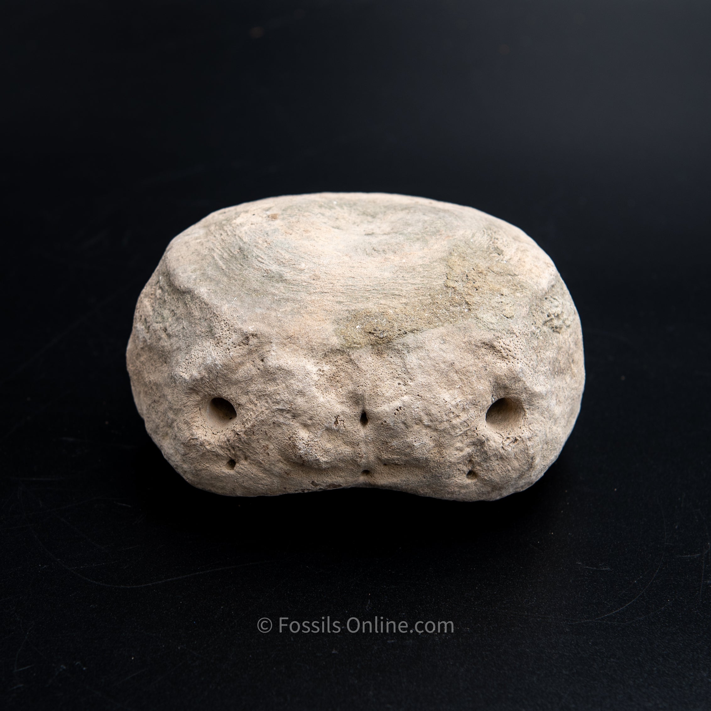 Shark Bitten Whale Vertebra