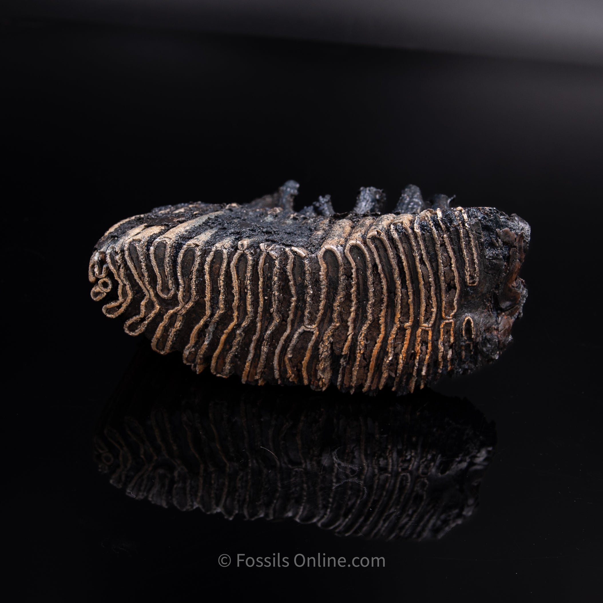 Woolly Mammoth Tooth from Alaska
