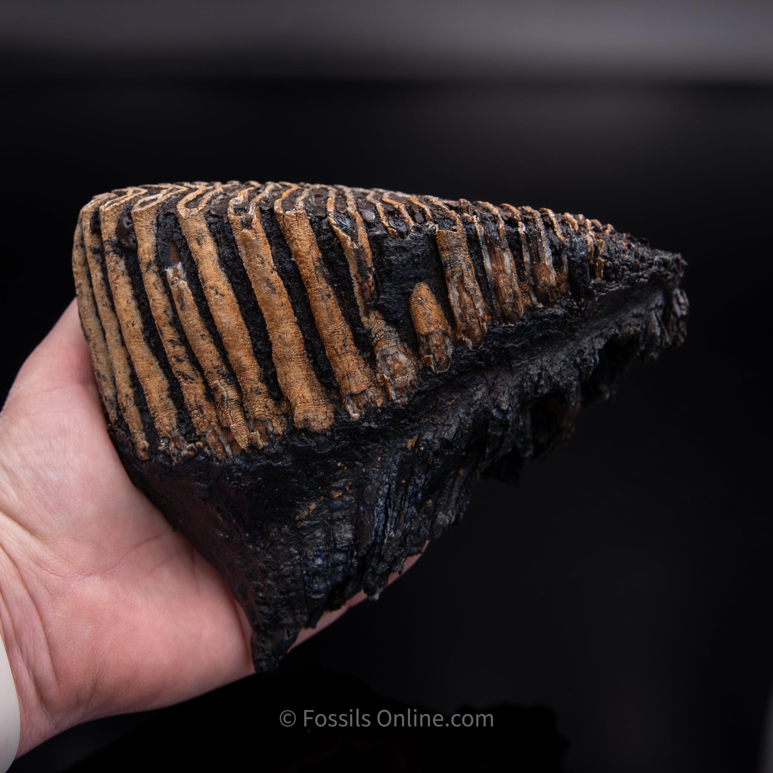 Woolly Mammoth Tooth from Alaska