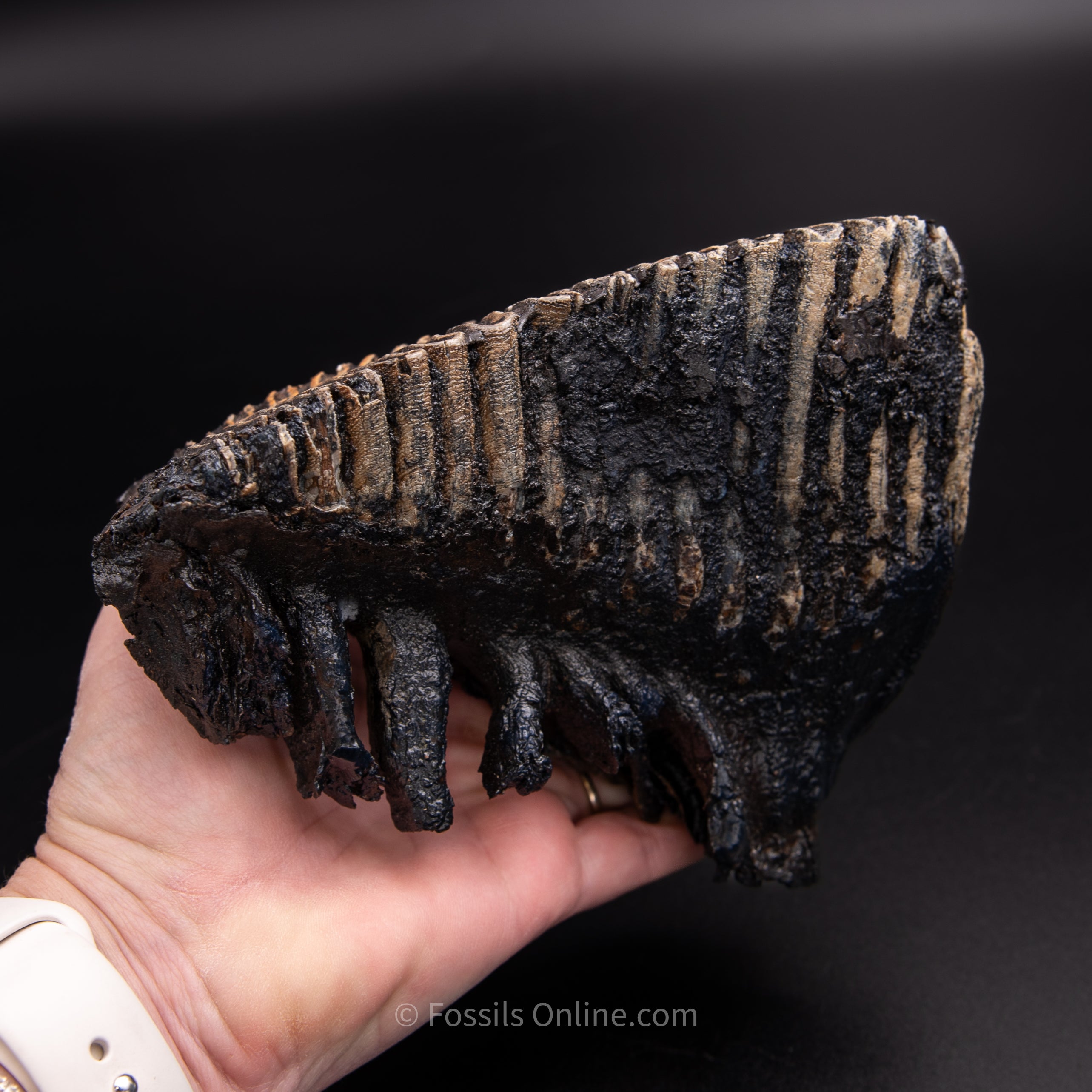 Woolly Mammoth Tooth from Alaska