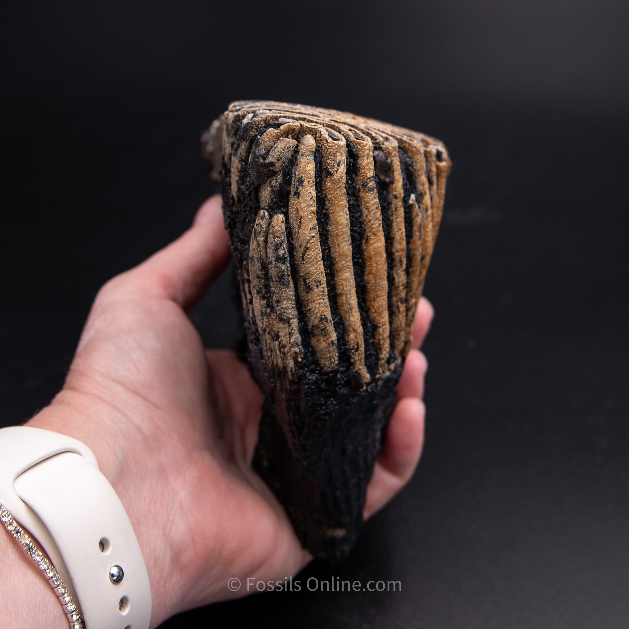 Woolly Mammoth Tooth from Alaska