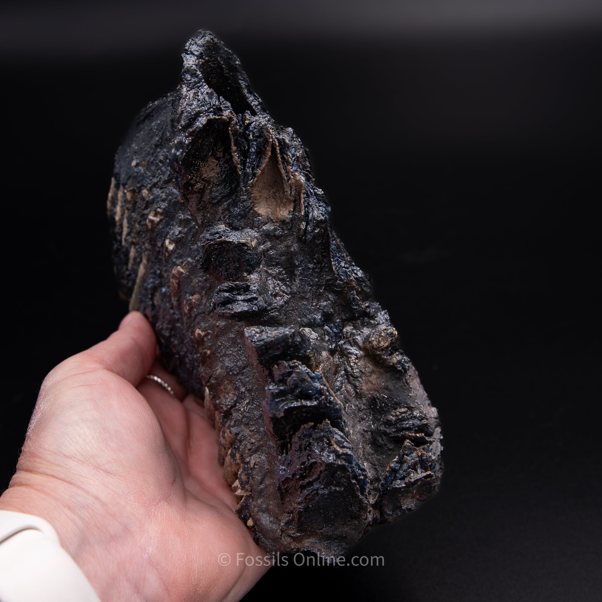 Woolly Mammoth Tooth from Alaska